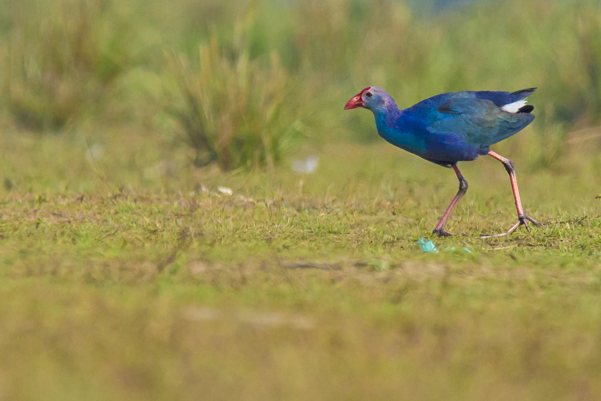 Canon EOS 7D + Sigma 150-500mm F5-6.3 DG OS HSM sample photo. Grey headed swamphen photography