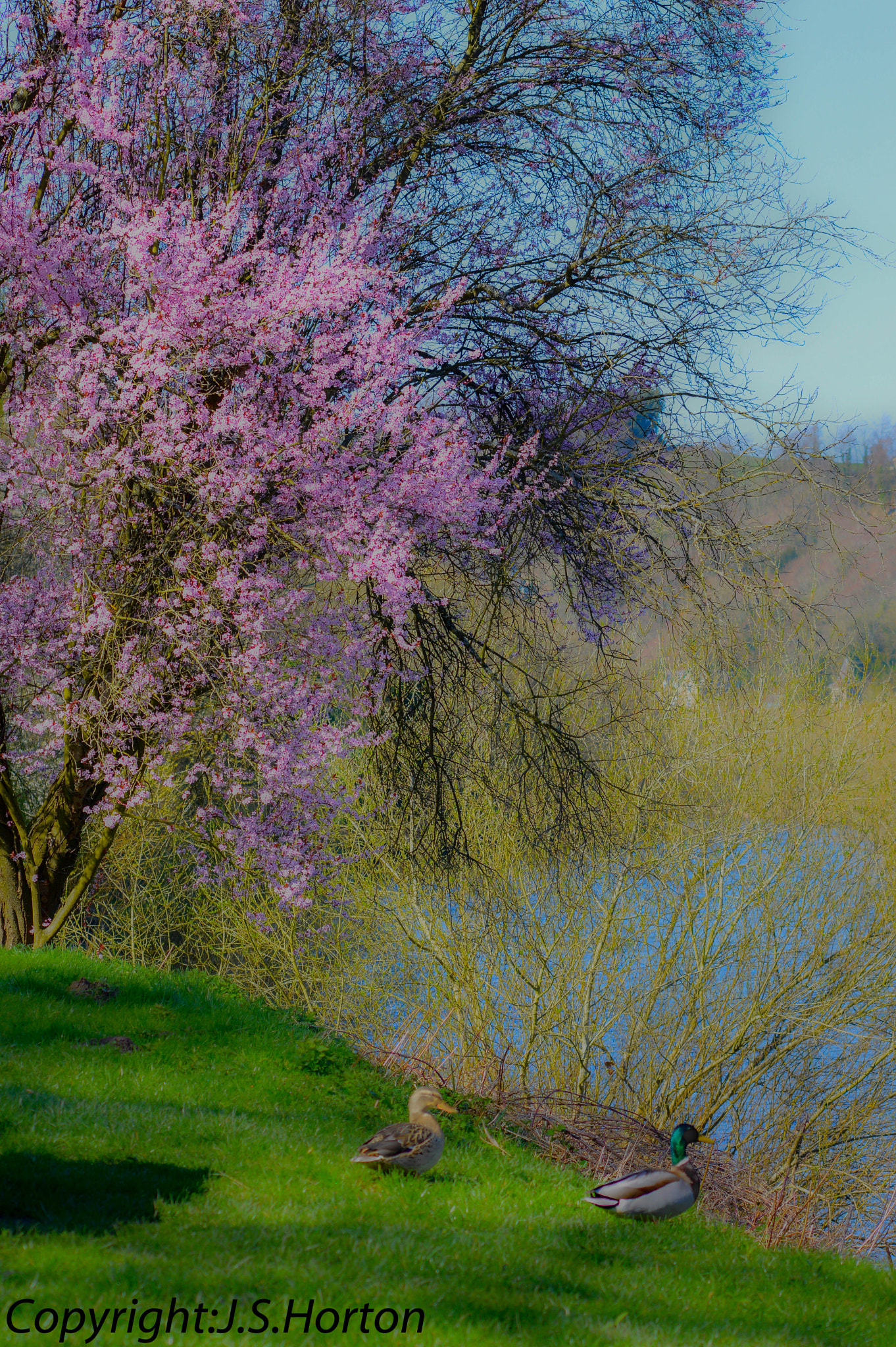 Sigma 70-300mm F4-5.6 APO DG Macro sample photo. Blossom ducks photography