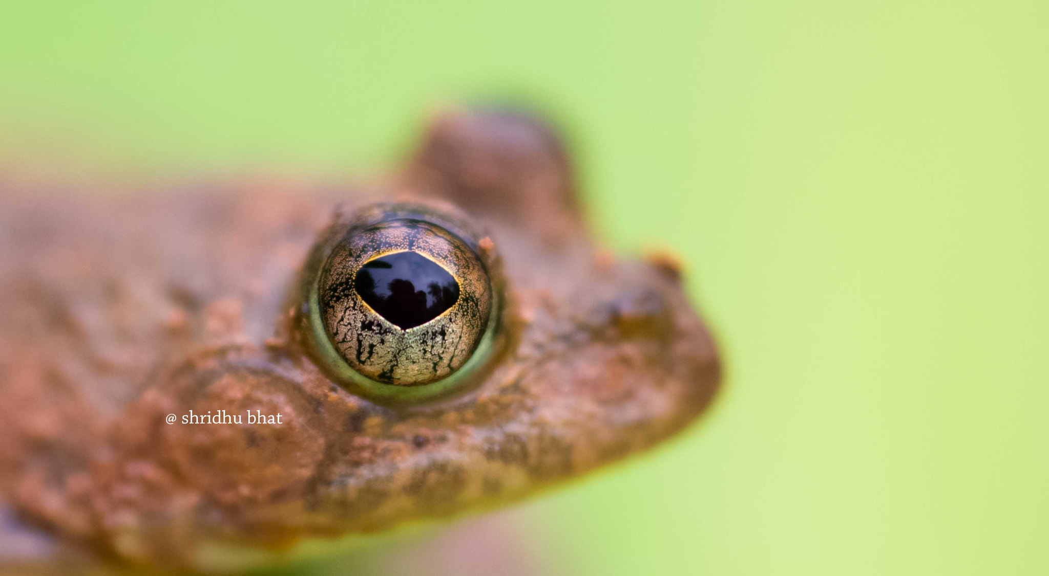 Nikon D7100 sample photo. Skittering frog photography