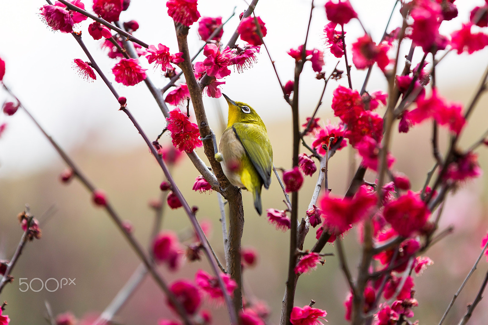Canon EF 70-200mm F2.8L IS II USM sample photo. Looking forward to tomorrow photography
