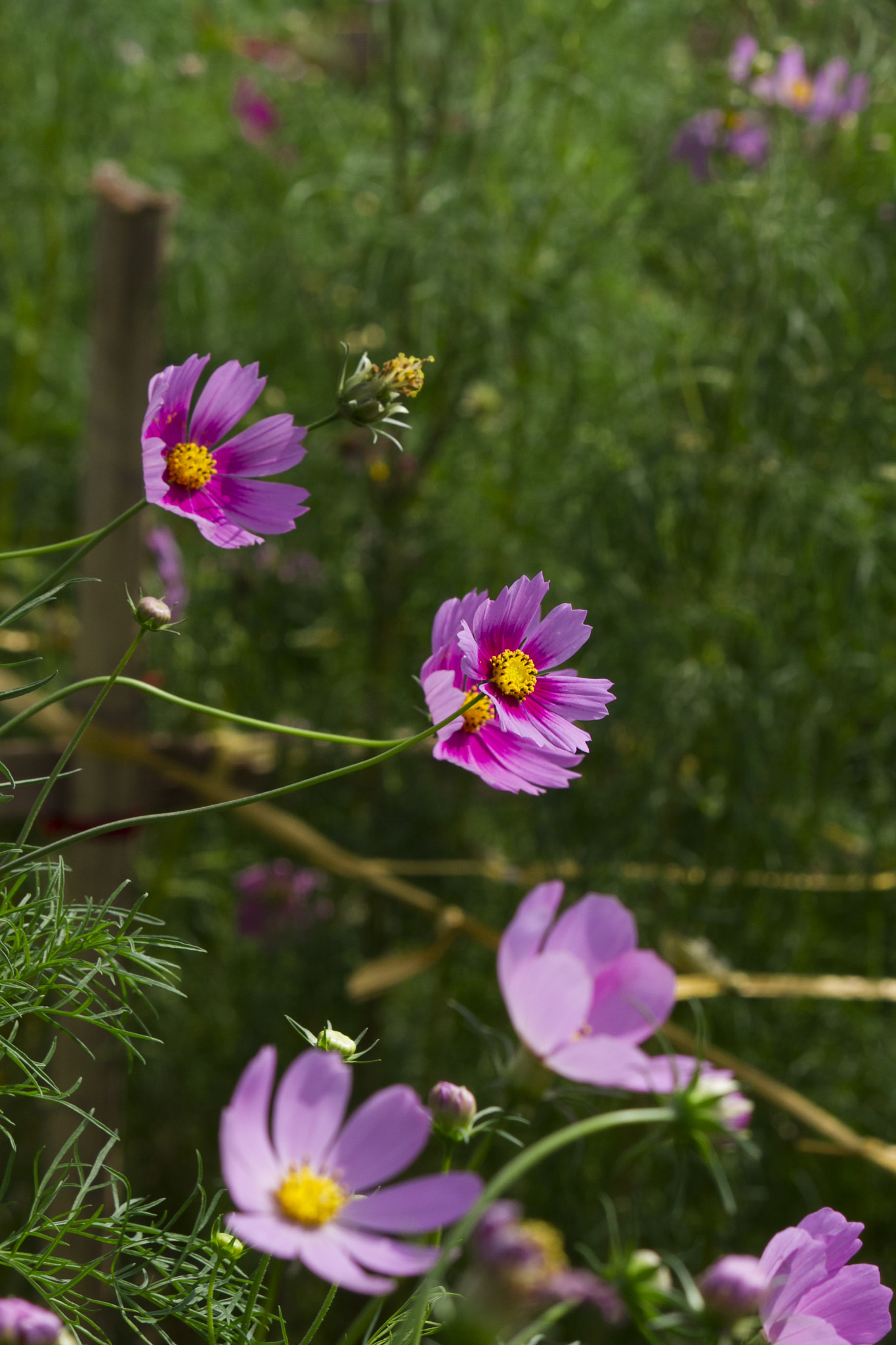 Canon EF-S 55-250mm F4-5.6 IS II sample photo. Butterfly flowers photography