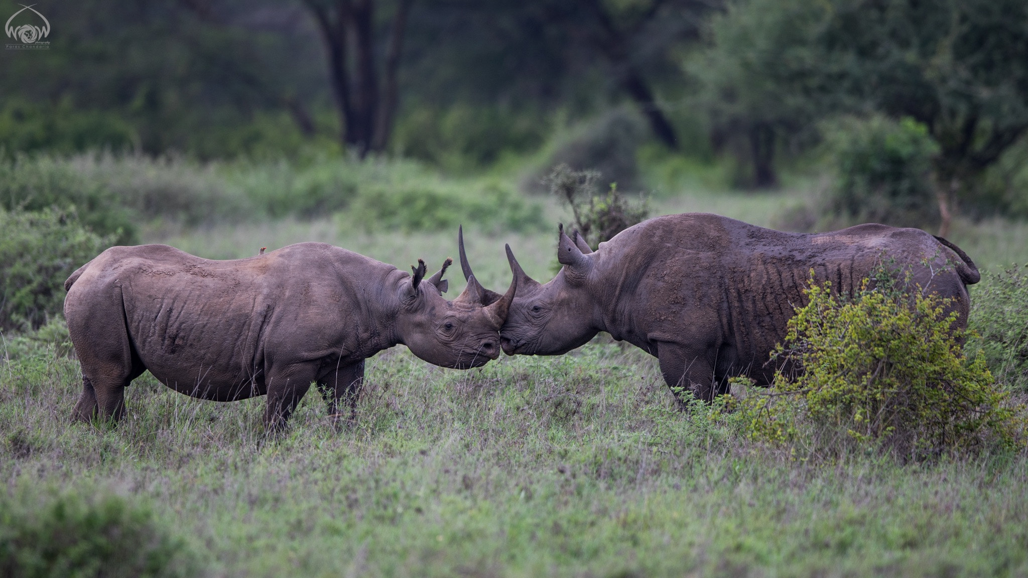 Canon EF 400mm F2.8L IS II USM sample photo. The kiss photography