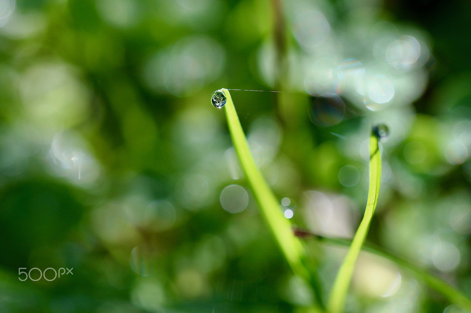 Canon EF 100mm F2.8L Macro IS USM sample photo. Life... photography