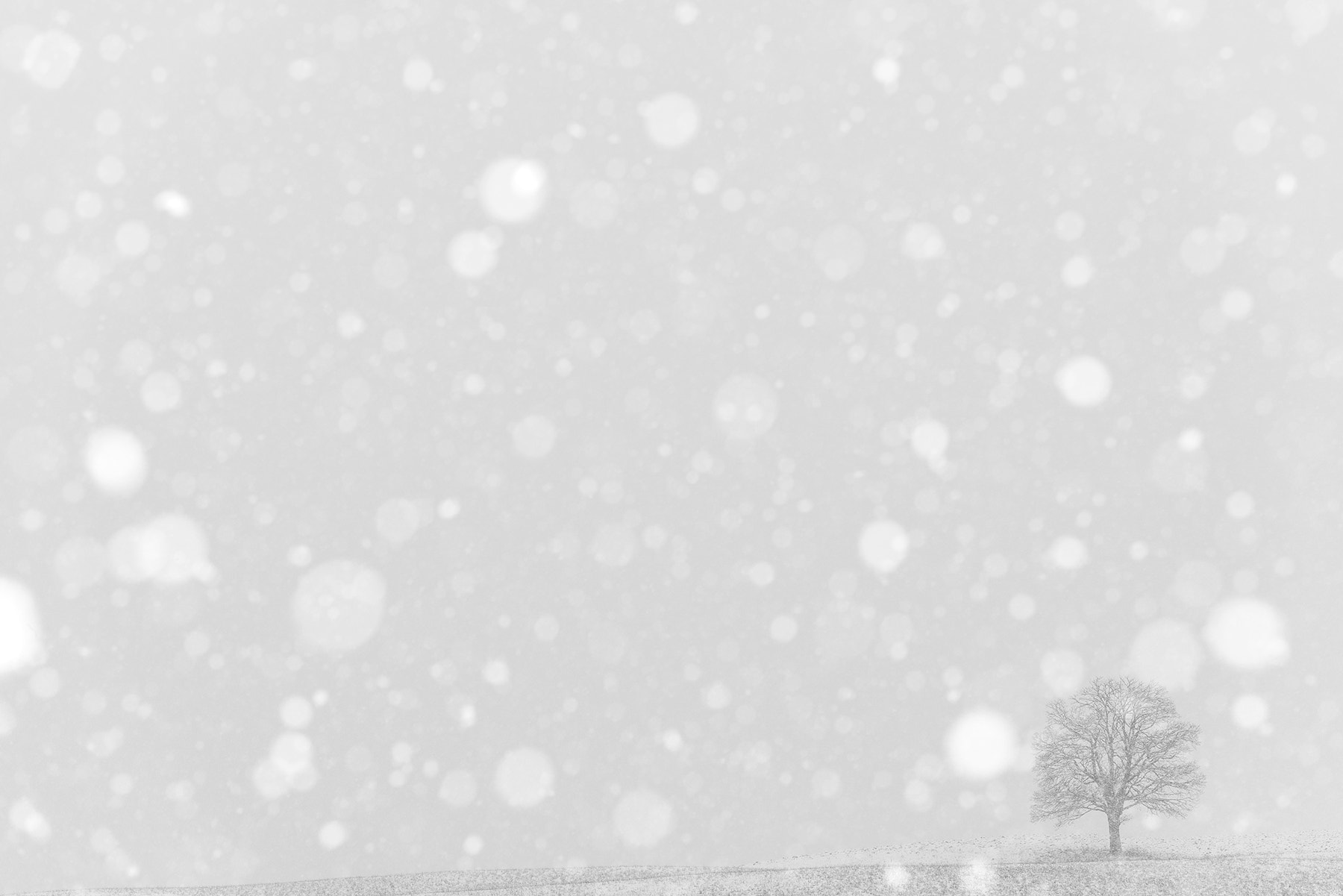 Nikon AF-S Nikkor 70-200mm F2.8G ED VR II sample photo. It's snowing photography
