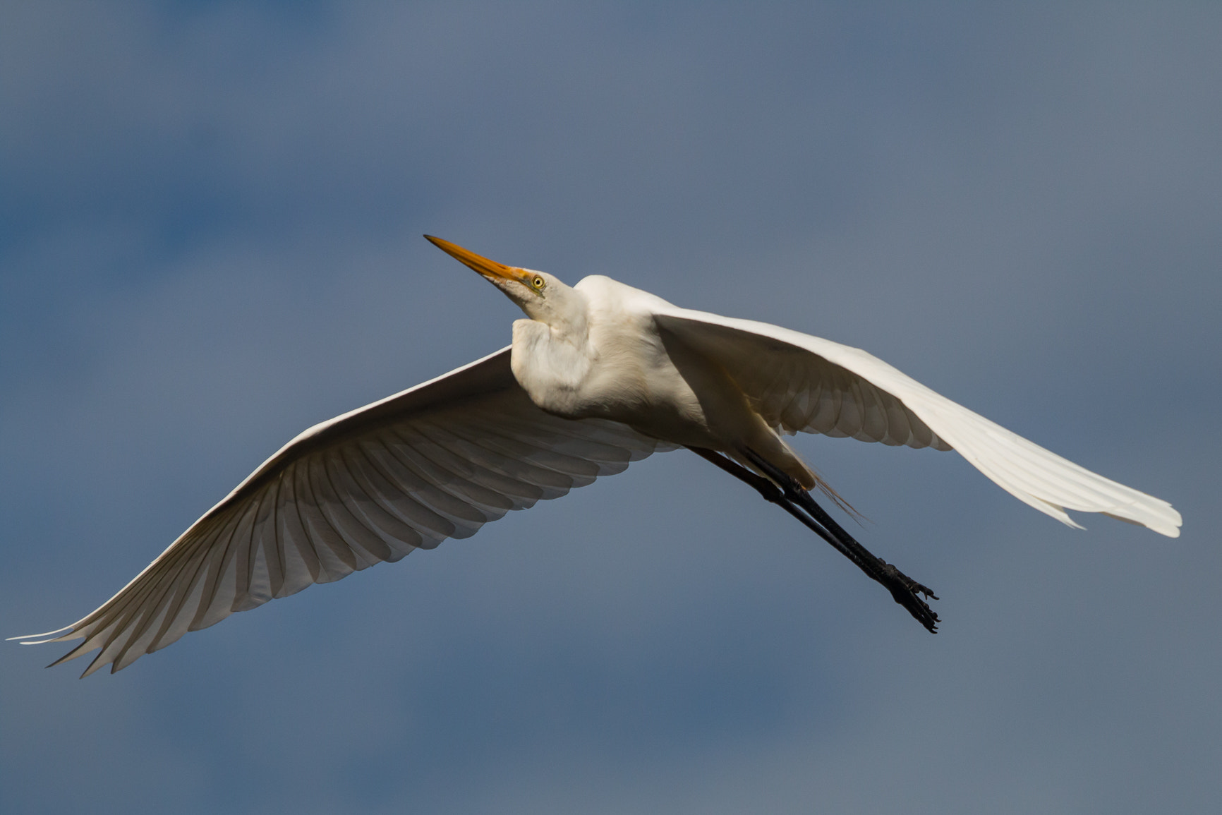 Canon EOS 70D sample photo. Great egret in flight photography