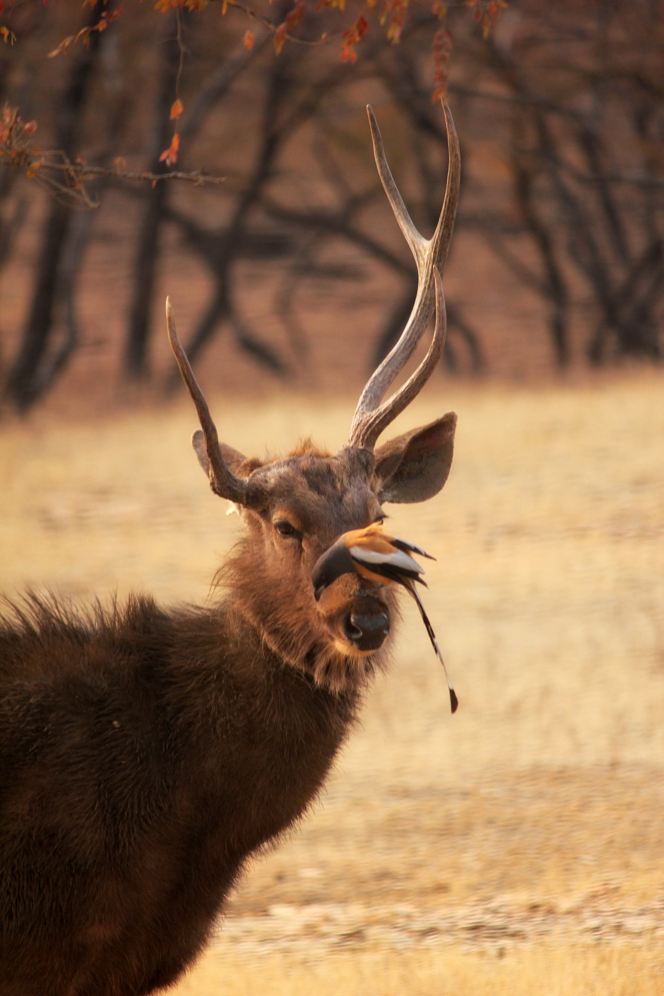 Canon EF-S 55-250mm F4-5.6 IS II sample photo. Mutualism photography