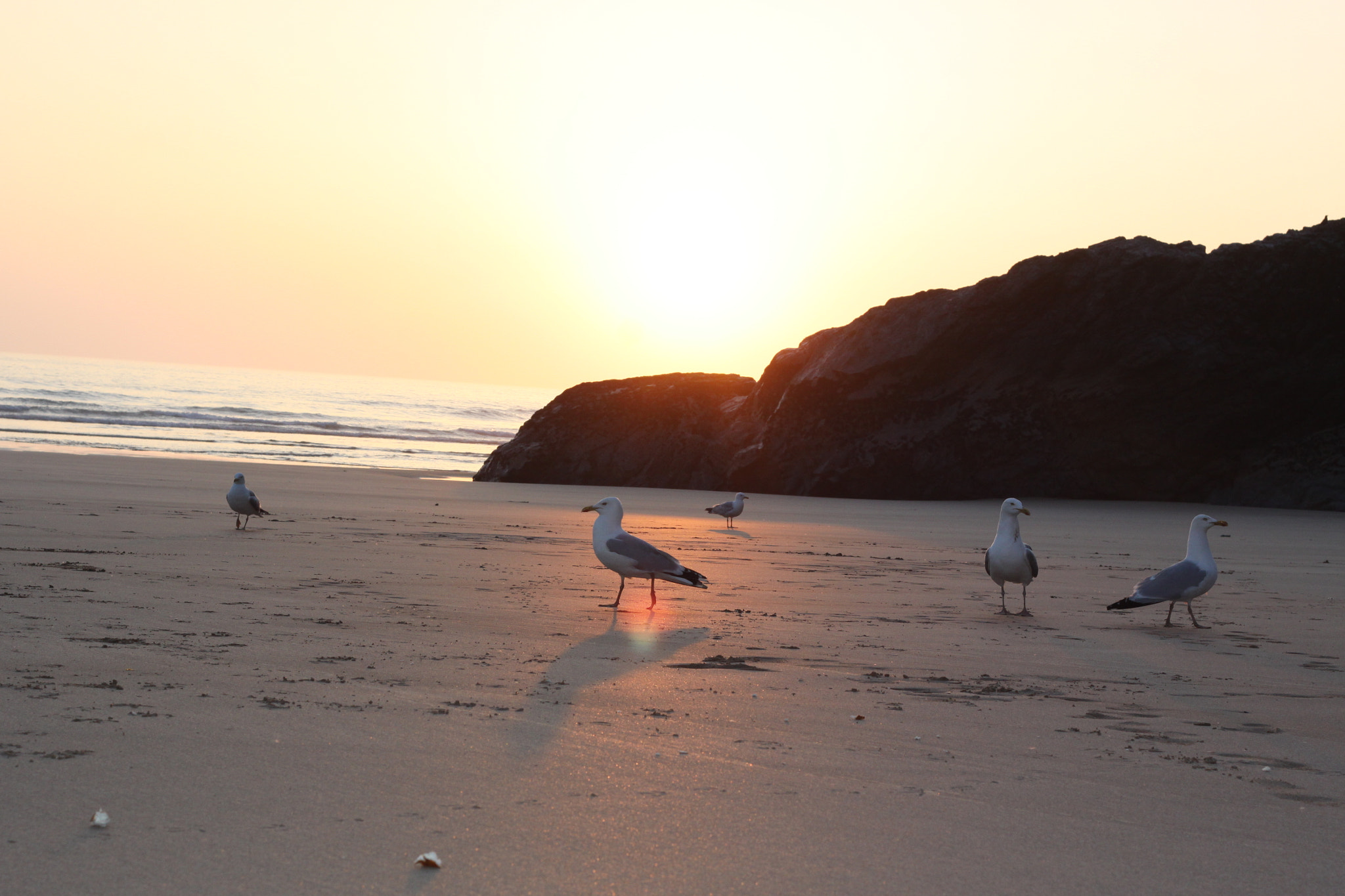 Canon EOS 50D + Canon EF 50mm F1.8 II sample photo. Gulls photography