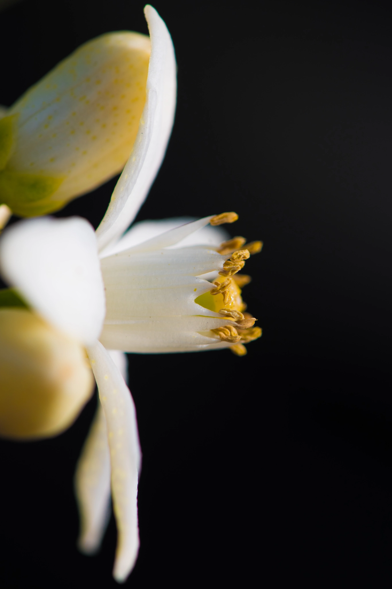 Nikon AF-S Micro-Nikkor 105mm F2.8G IF-ED VR sample photo. Citrus.. photography