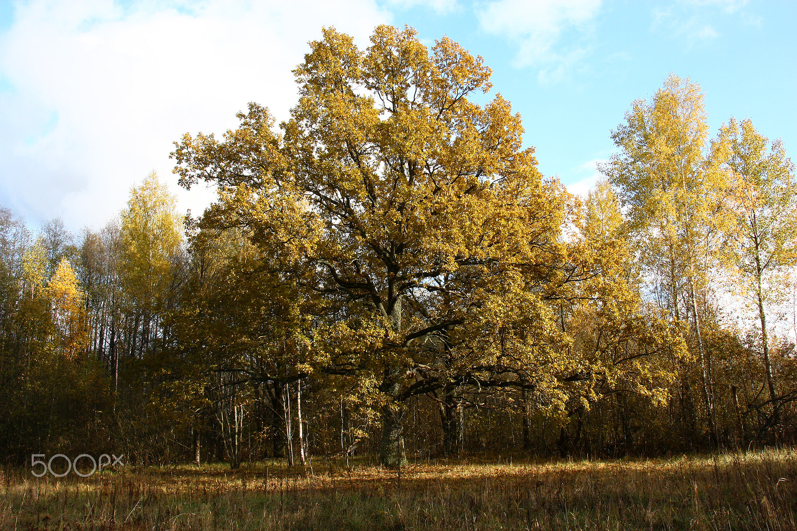 Canon EOS 450D (EOS Rebel XSi / EOS Kiss X2) sample photo. Autumn oak at lateral illumination. photography