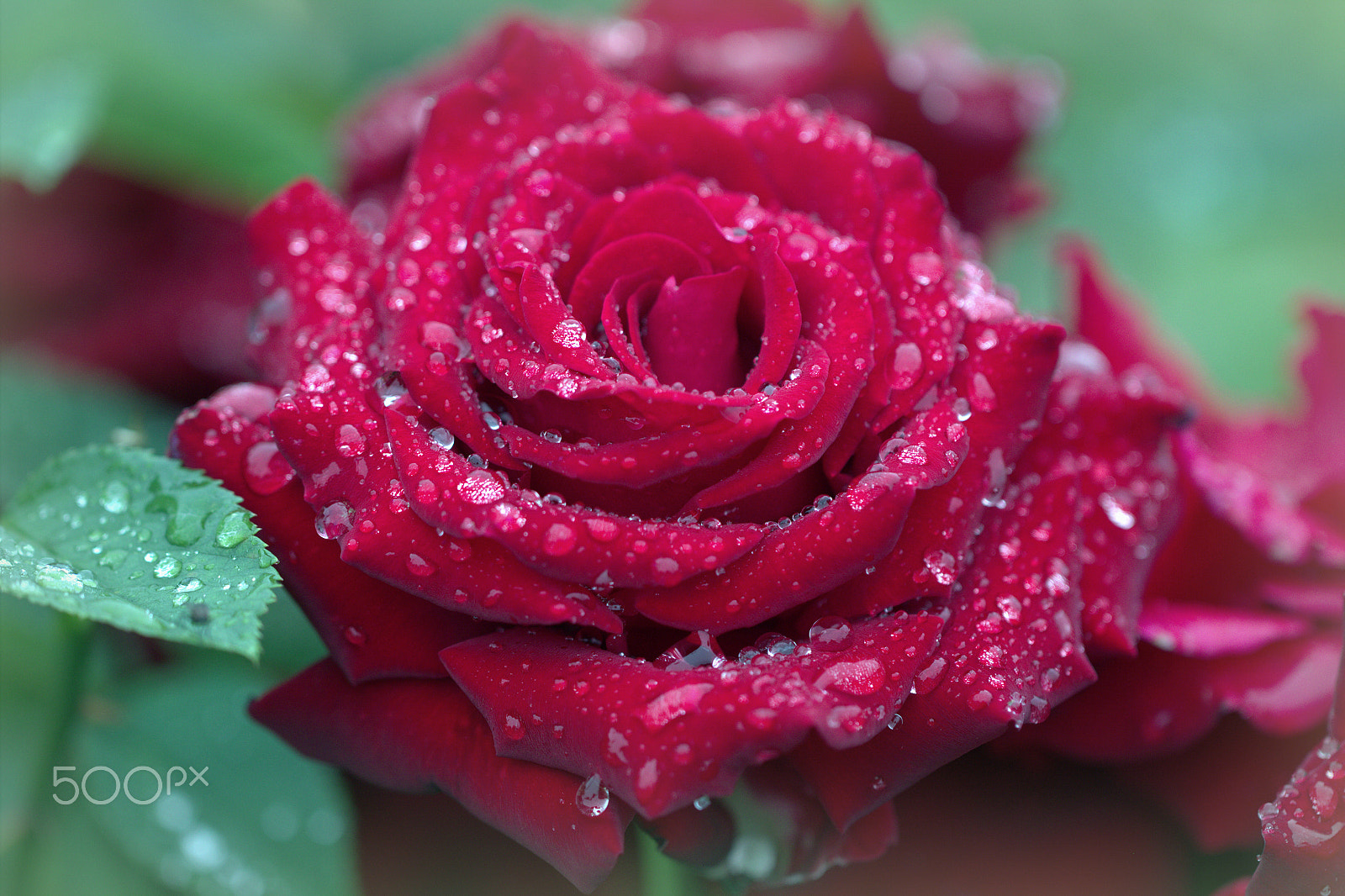 Canon EF 100mm F2.8L Macro IS USM sample photo. Startling beauty photography