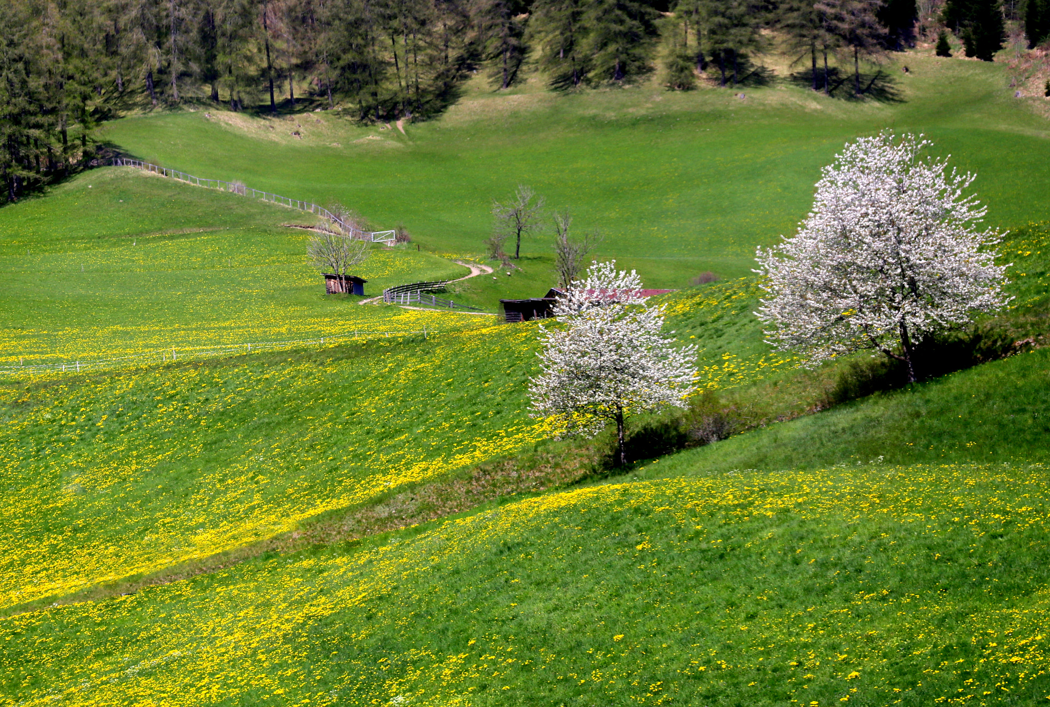 Canon EF 70-300mm F4-5.6L IS USM sample photo. A day of spring photography