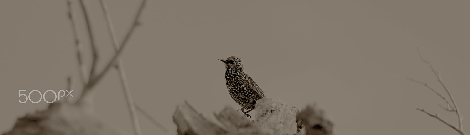 Fujifilm X-T1 sample photo. Little bird photography