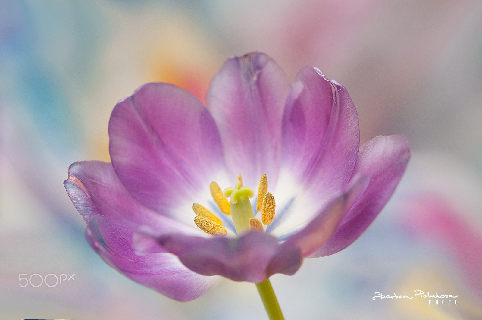 Nikon AF-S Micro-Nikkor 60mm F2.8G ED sample photo. Open heart photography