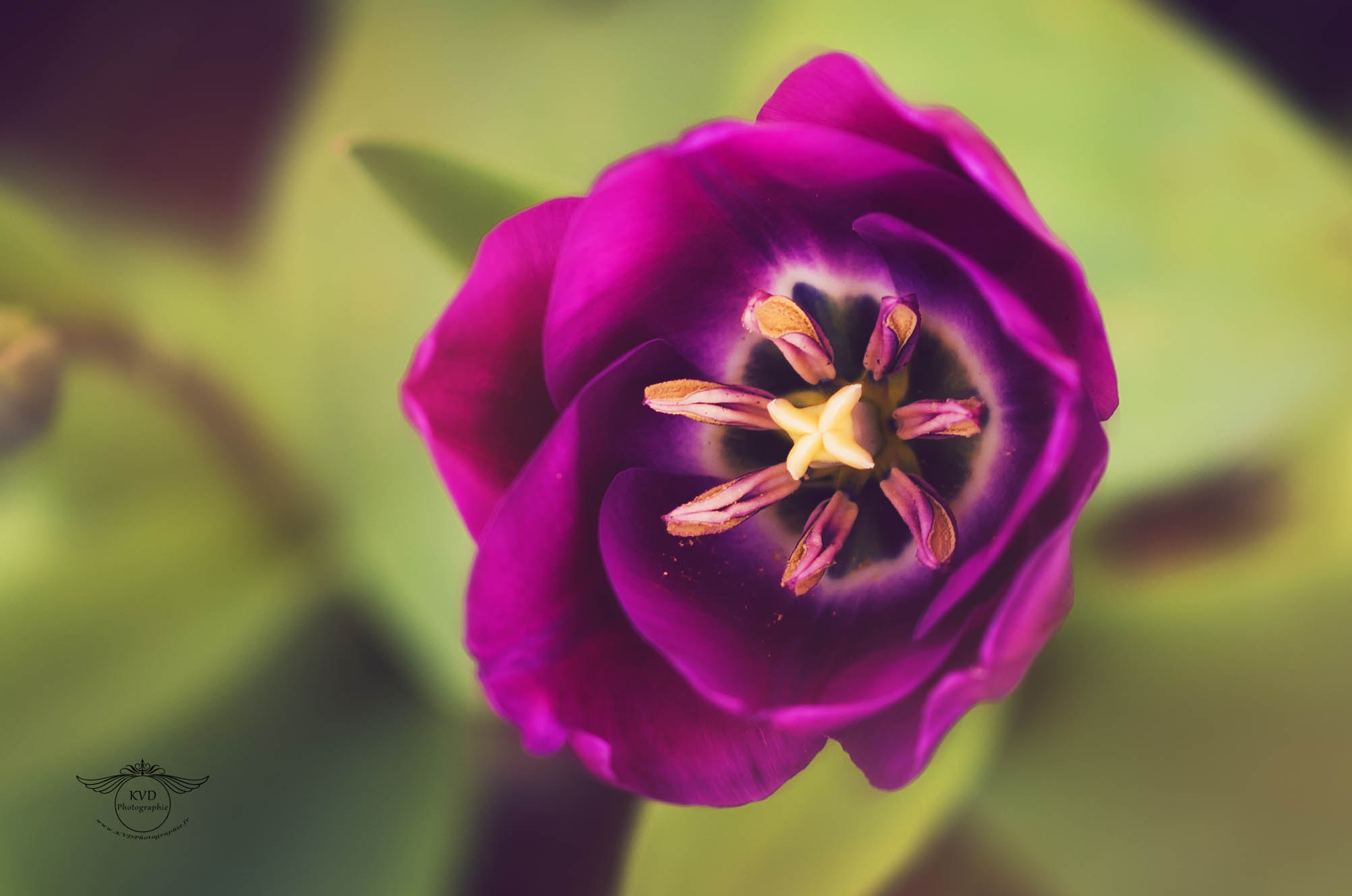 Nikon AF-S Nikkor 85mm F1.8G sample photo. Jolie tulipe photography