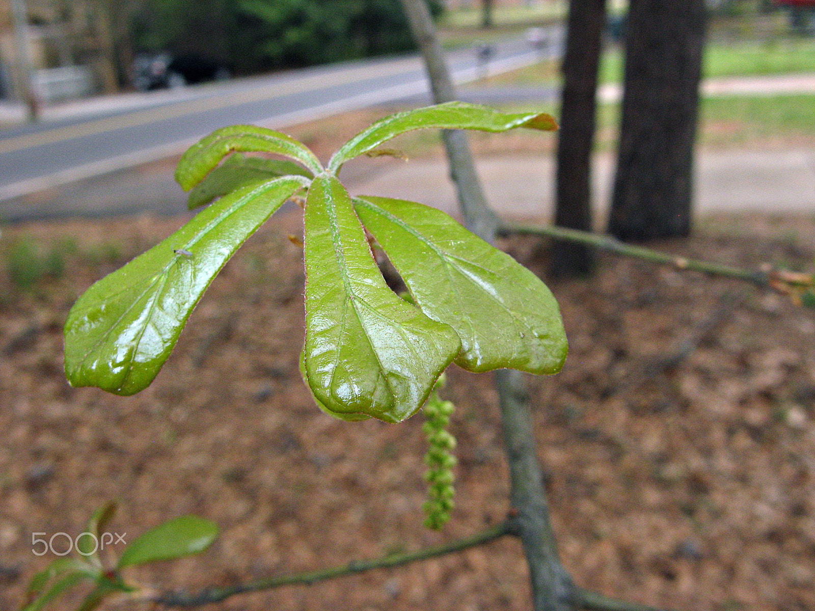 Canon POWERSHOT A710 IS sample photo. Green leaves photography