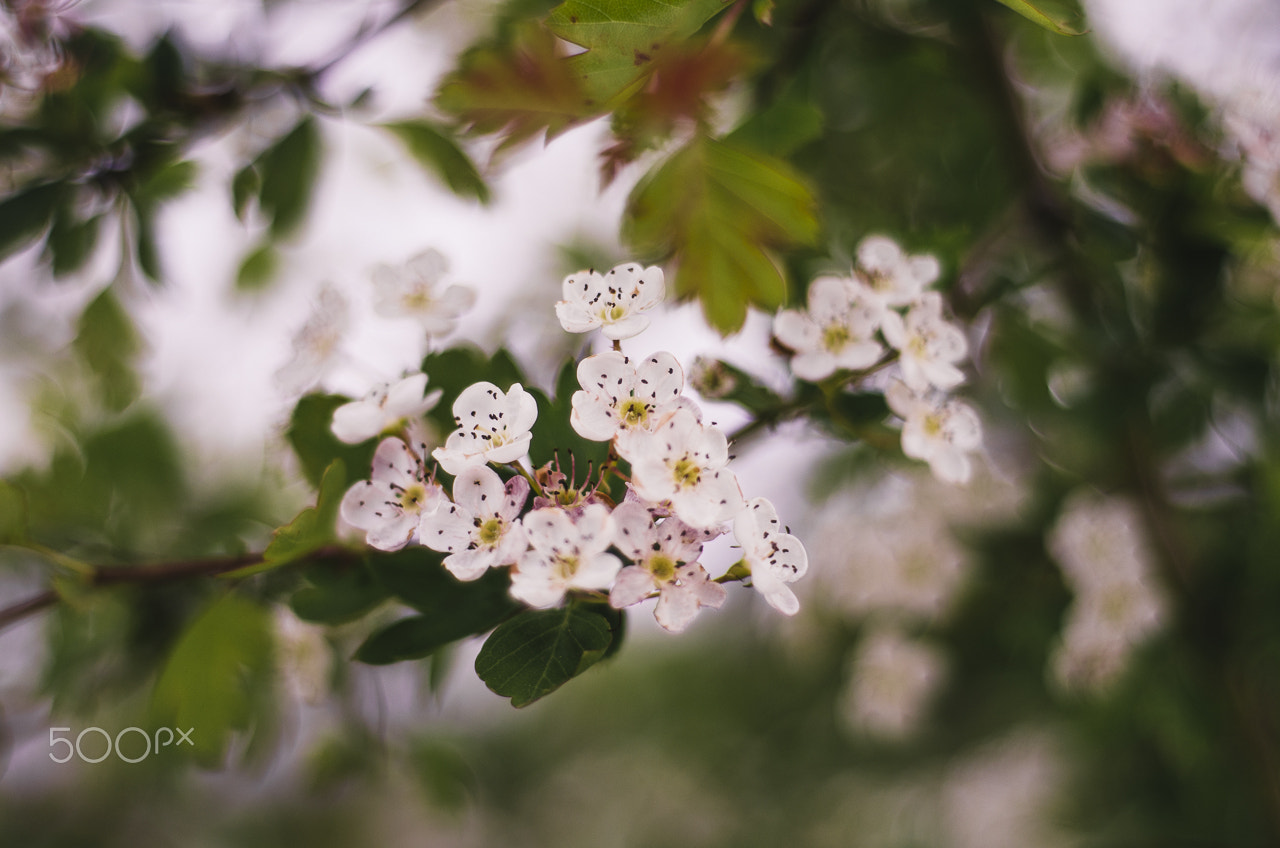 Nikon D7000 + Nikon AF Nikkor 50mm F1.8D sample photo. Spring in full swing photography