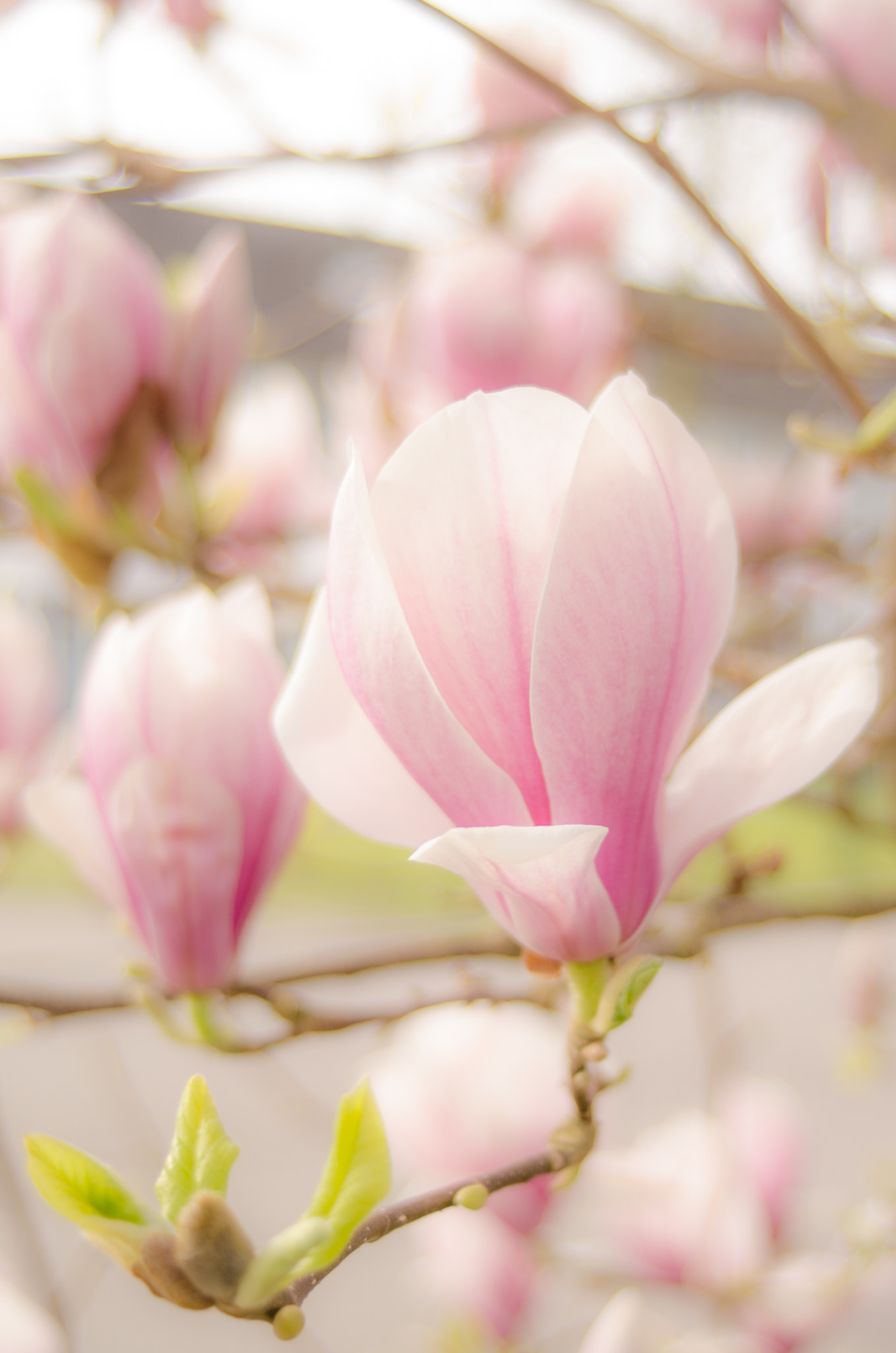 AF Zoom-Nikkor 35-70mm f/3.3-4.5 sample photo. Spring in my garde photography