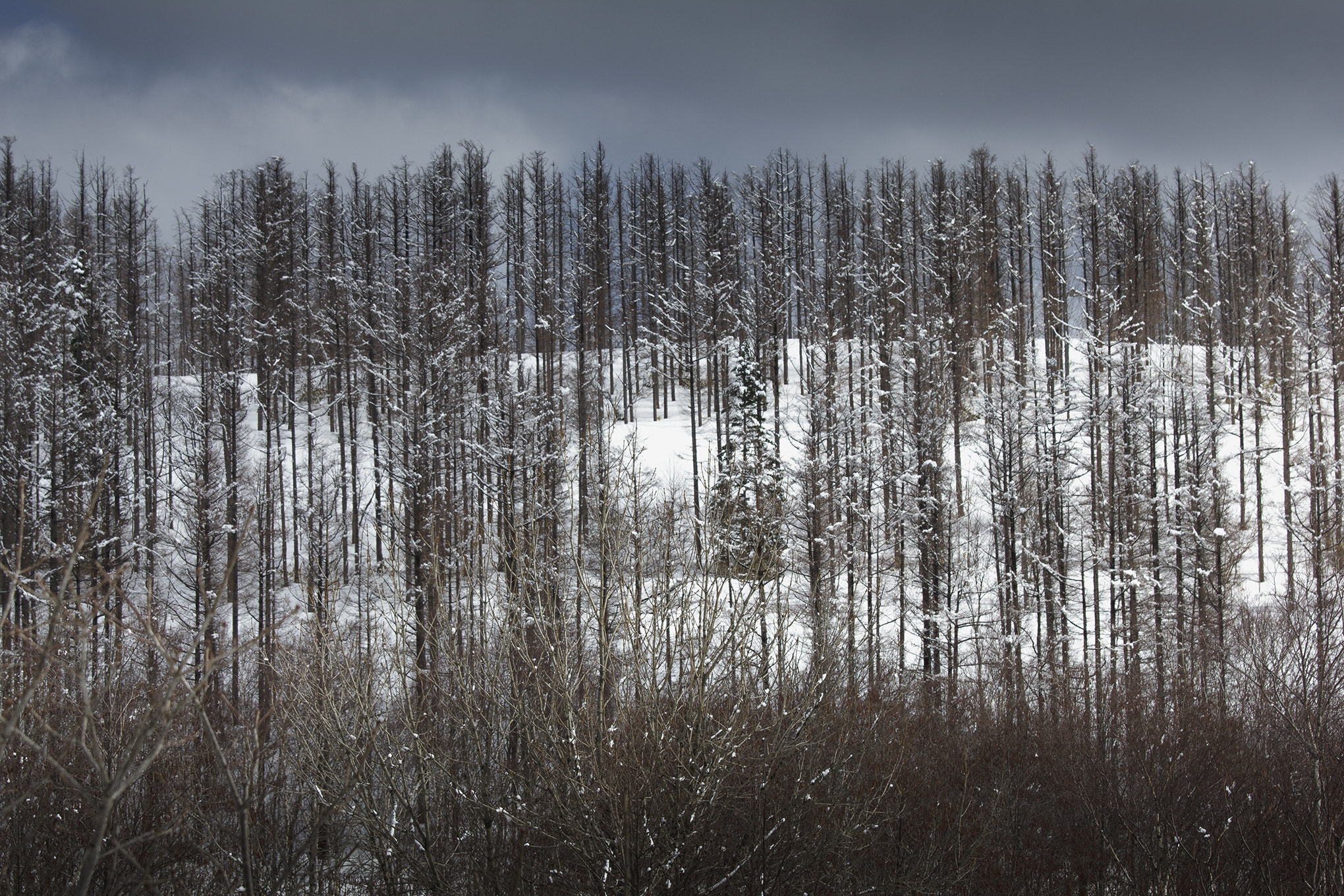Canon EOS 550D (EOS Rebel T2i / EOS Kiss X4) sample photo. Spring soon! photography