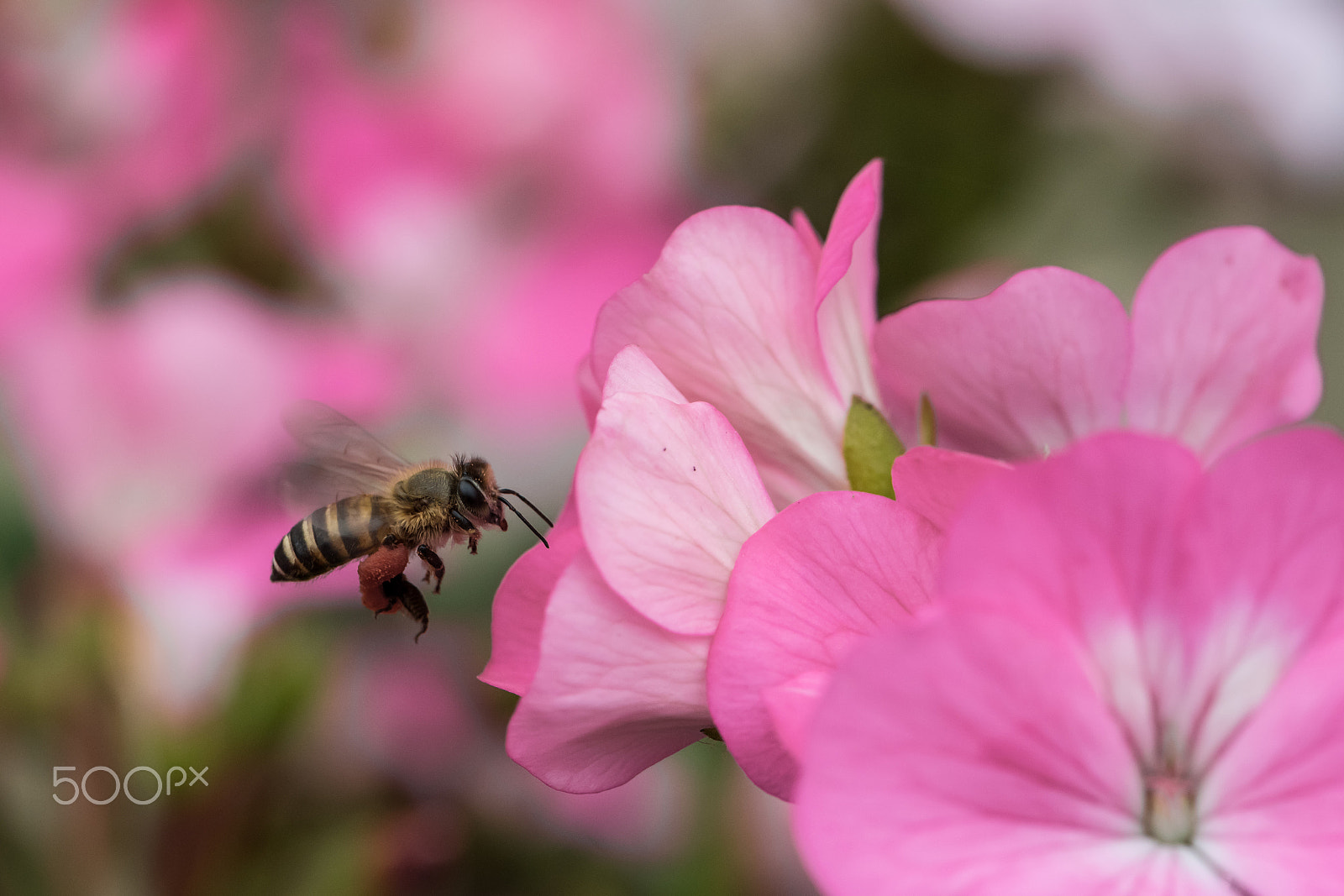 Nikon D810 sample photo. Flower & bee photography