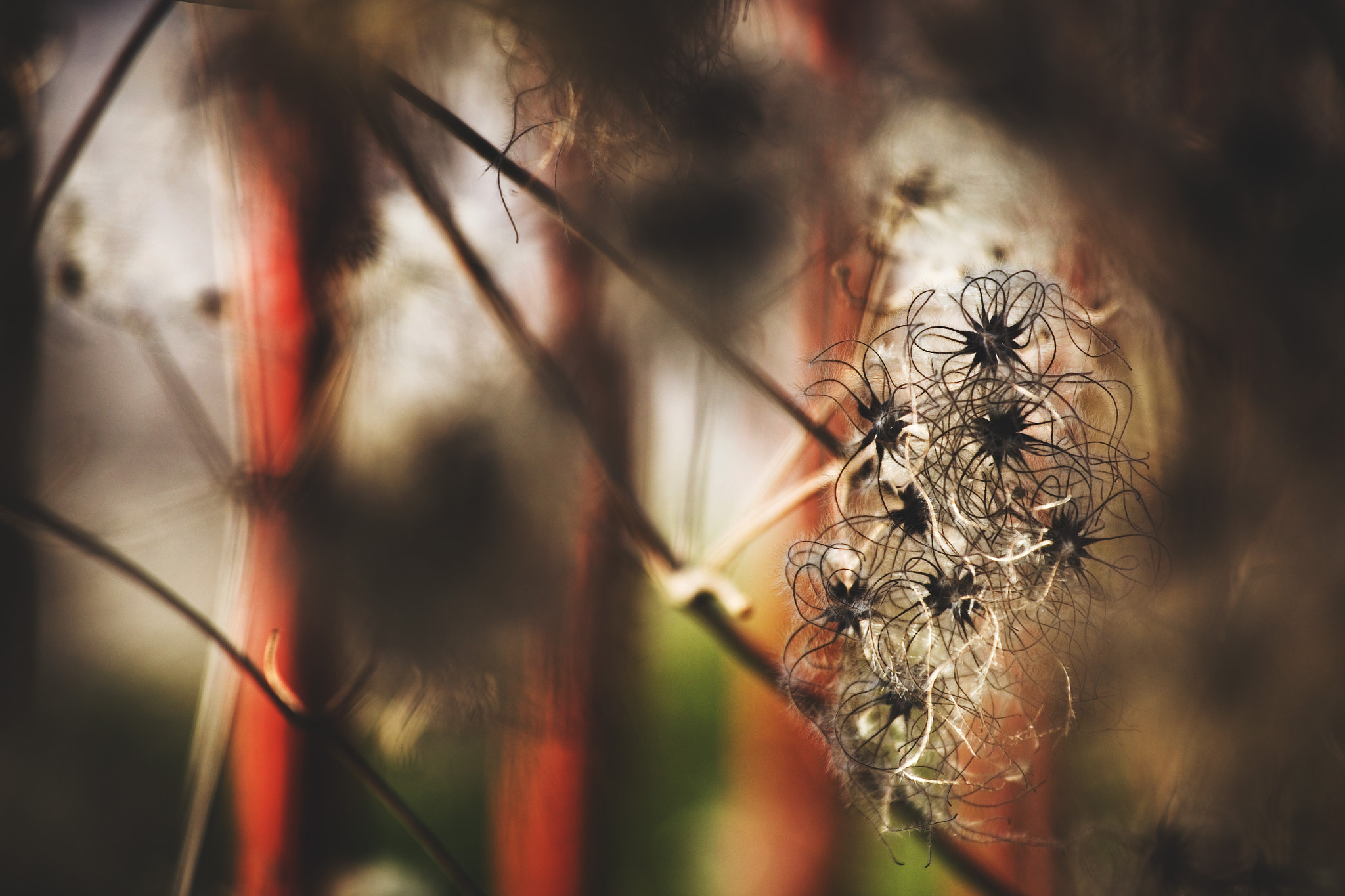 Canon EOS 6D + Canon EF 70-200mm F4L IS USM sample photo. Something photography