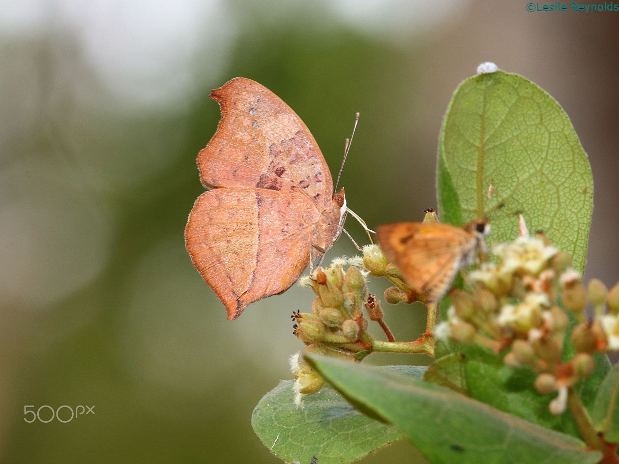 Canon EOS 700D (EOS Rebel T5i / EOS Kiss X7i) + Canon EF 100-400mm F4.5-5.6L IS USM sample photo. Nectar wars iii photography