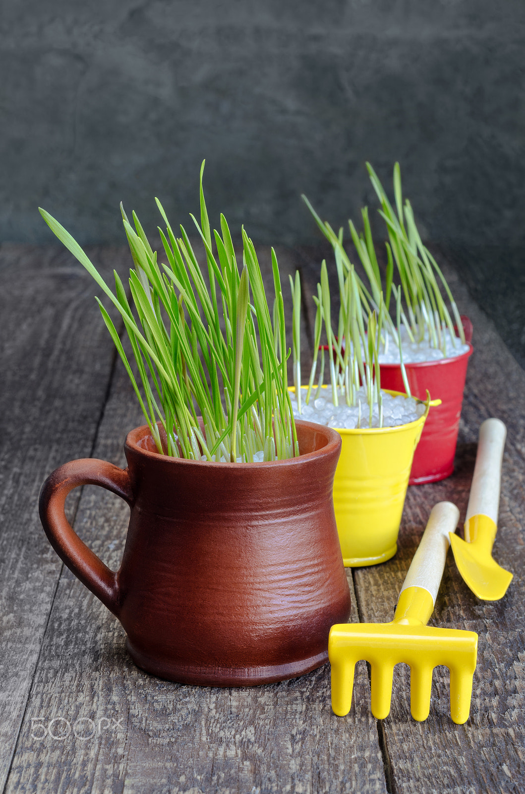 Nikon AF Nikkor 50mm F1.8D sample photo. Seedling grass, the funds to take care of them. selective focus. photography