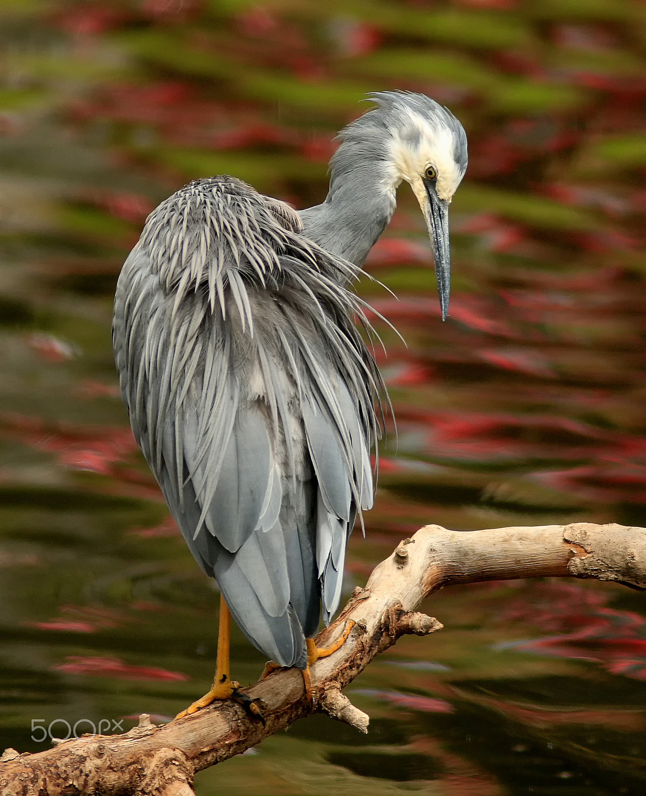 Canon EF 300mm F4L IS USM sample photo. White-faced heron photography