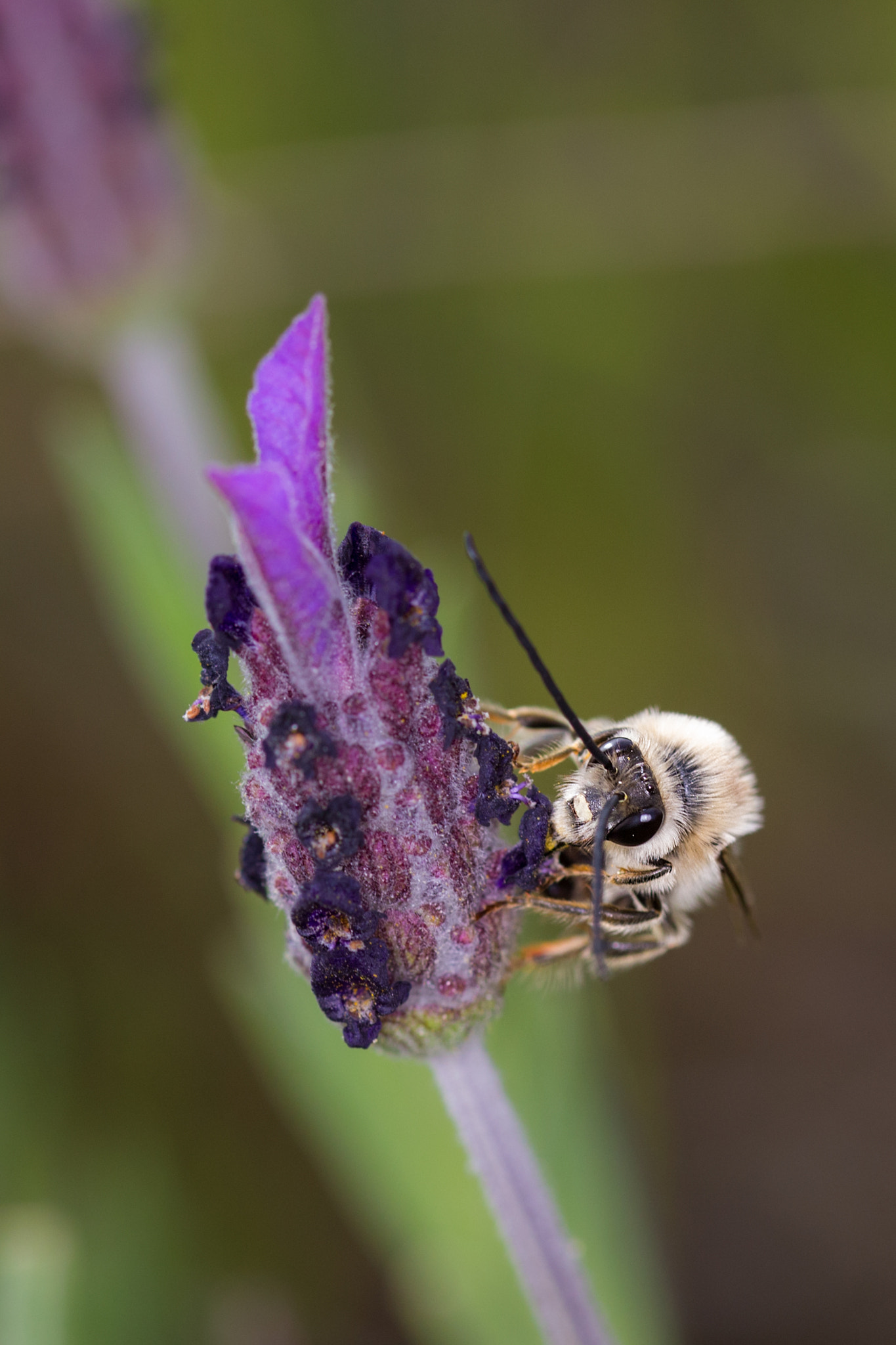 Sigma 105mm F2.8 EX DG OS HSM sample photo. Eucera longicornis  300317-8768 photography
