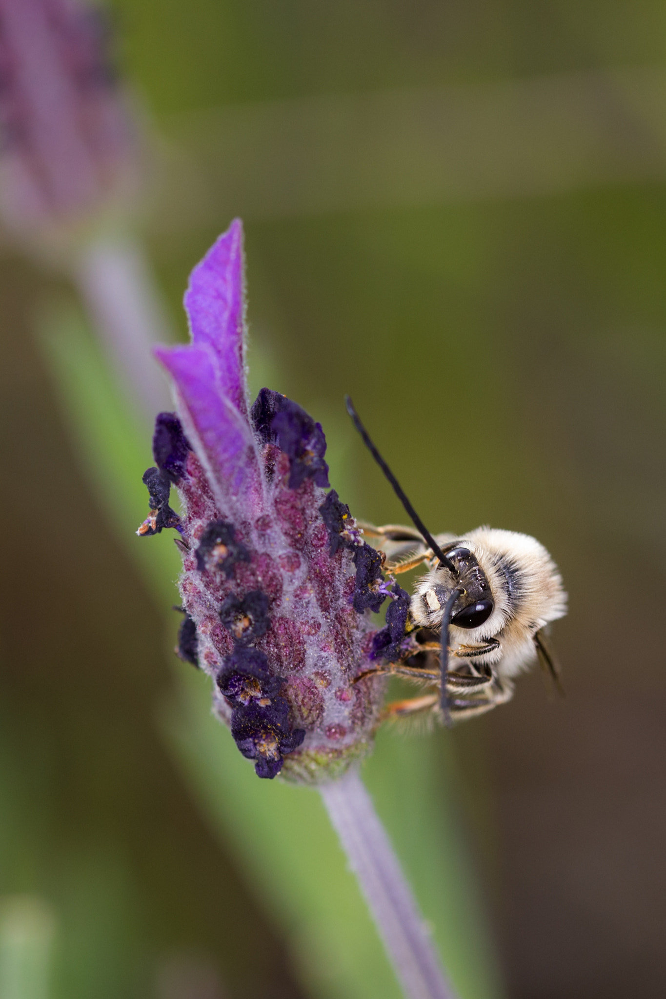 Canon EOS 6D + Sigma 105mm F2.8 EX DG OS HSM sample photo. Eucera longicornis  300317-8768 photography