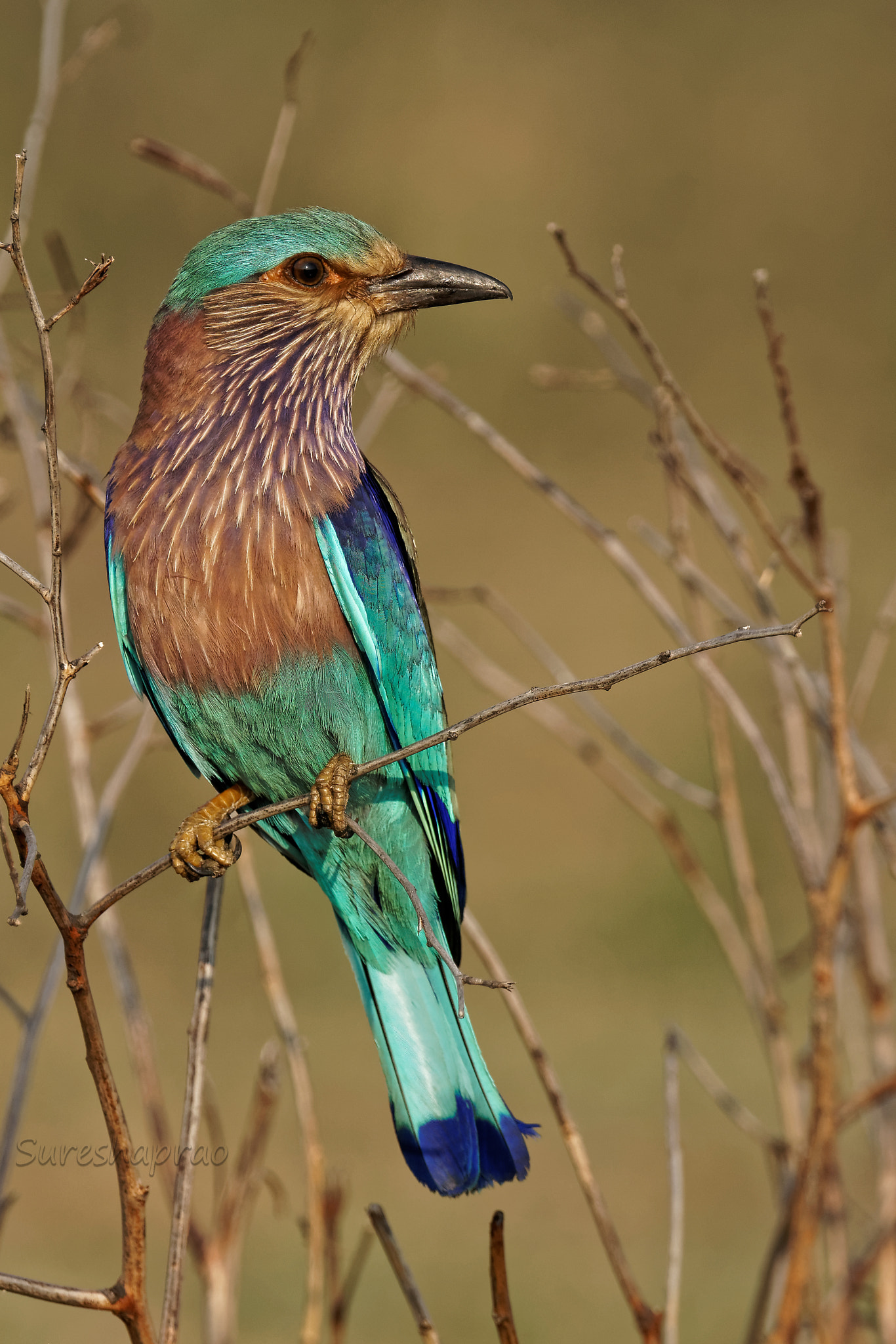 Sony 500mm F4 G SSM sample photo. Indian roller photography