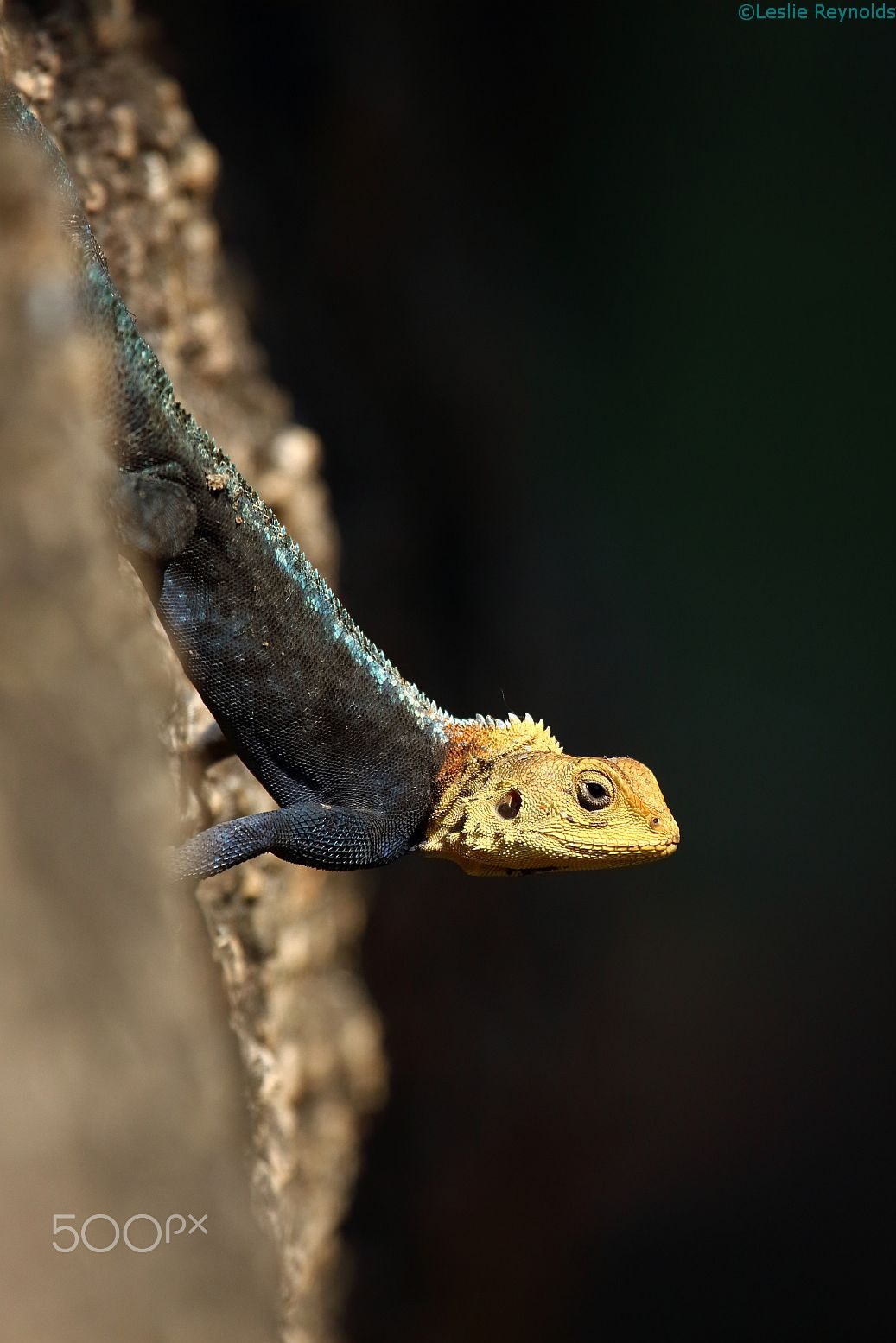 Canon EF 100-400mm F4.5-5.6L IS USM sample photo. Kirk's rock agama (agama kirkii) lake malawi photography