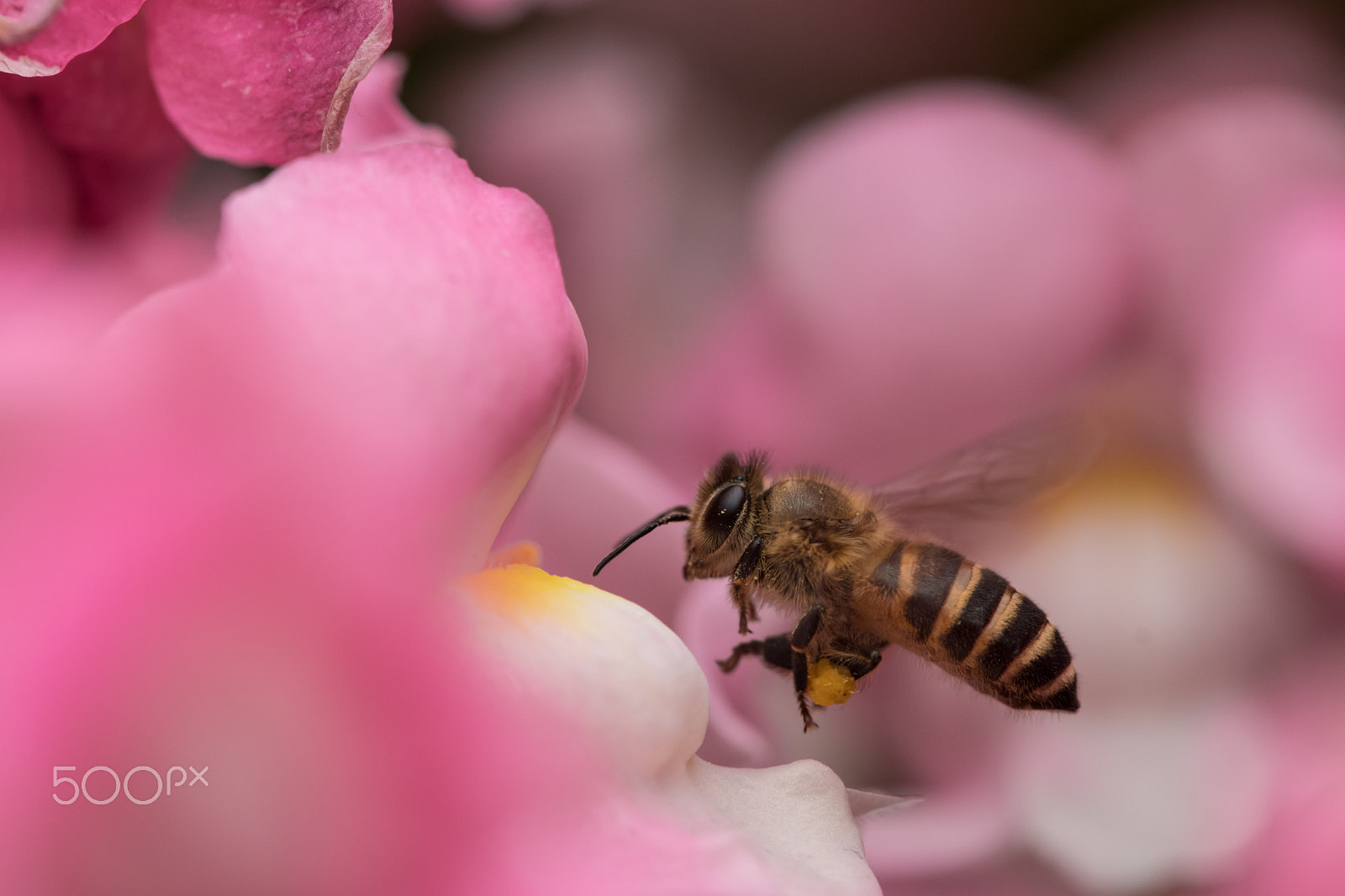 Nikon D500 sample photo. Flowers & bee photography