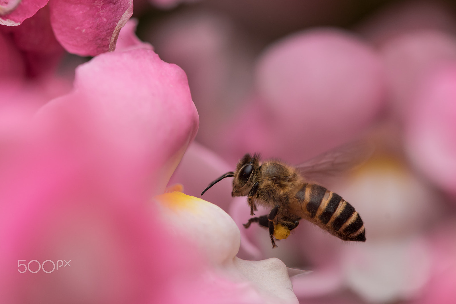 Nikon AF-S Micro-Nikkor 105mm F2.8G IF-ED VR sample photo. Flowers & bee photography