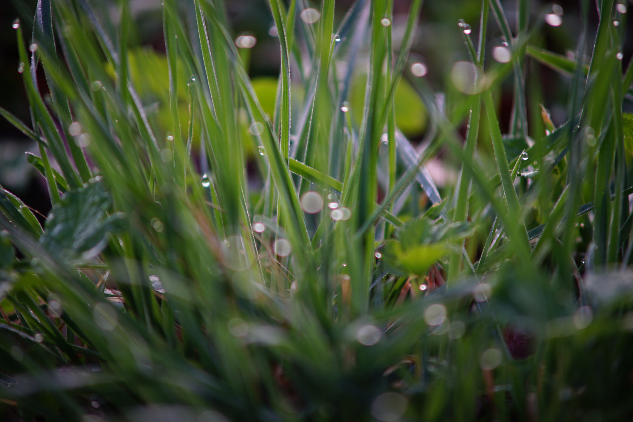 Minolta AF 70-210mm F4 Macro sample photo. Morgentau im gras1 photography