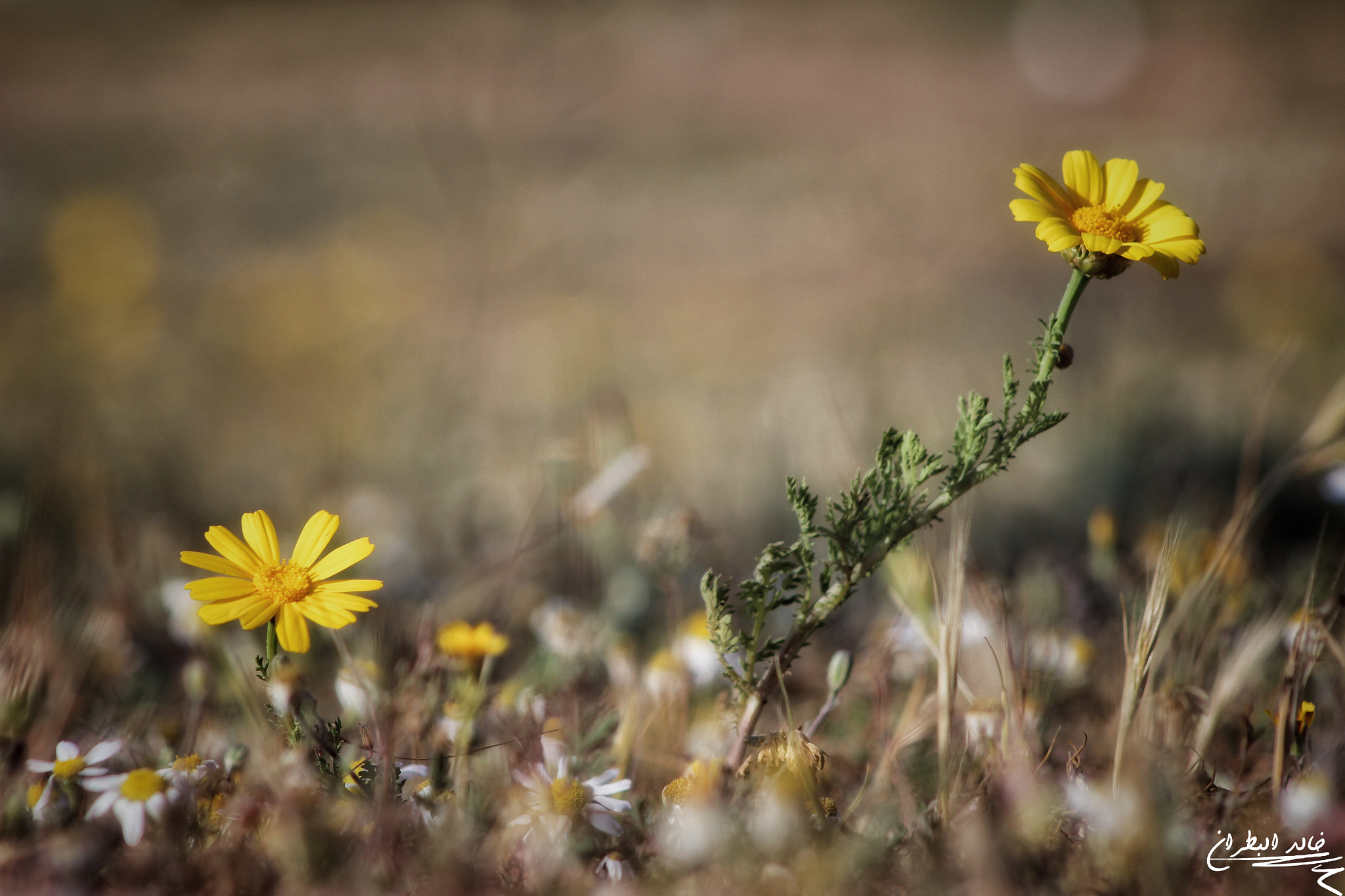 Canon EOS 600D (Rebel EOS T3i / EOS Kiss X5) sample photo. صورة من غزة - شرق مخيم البريج photography