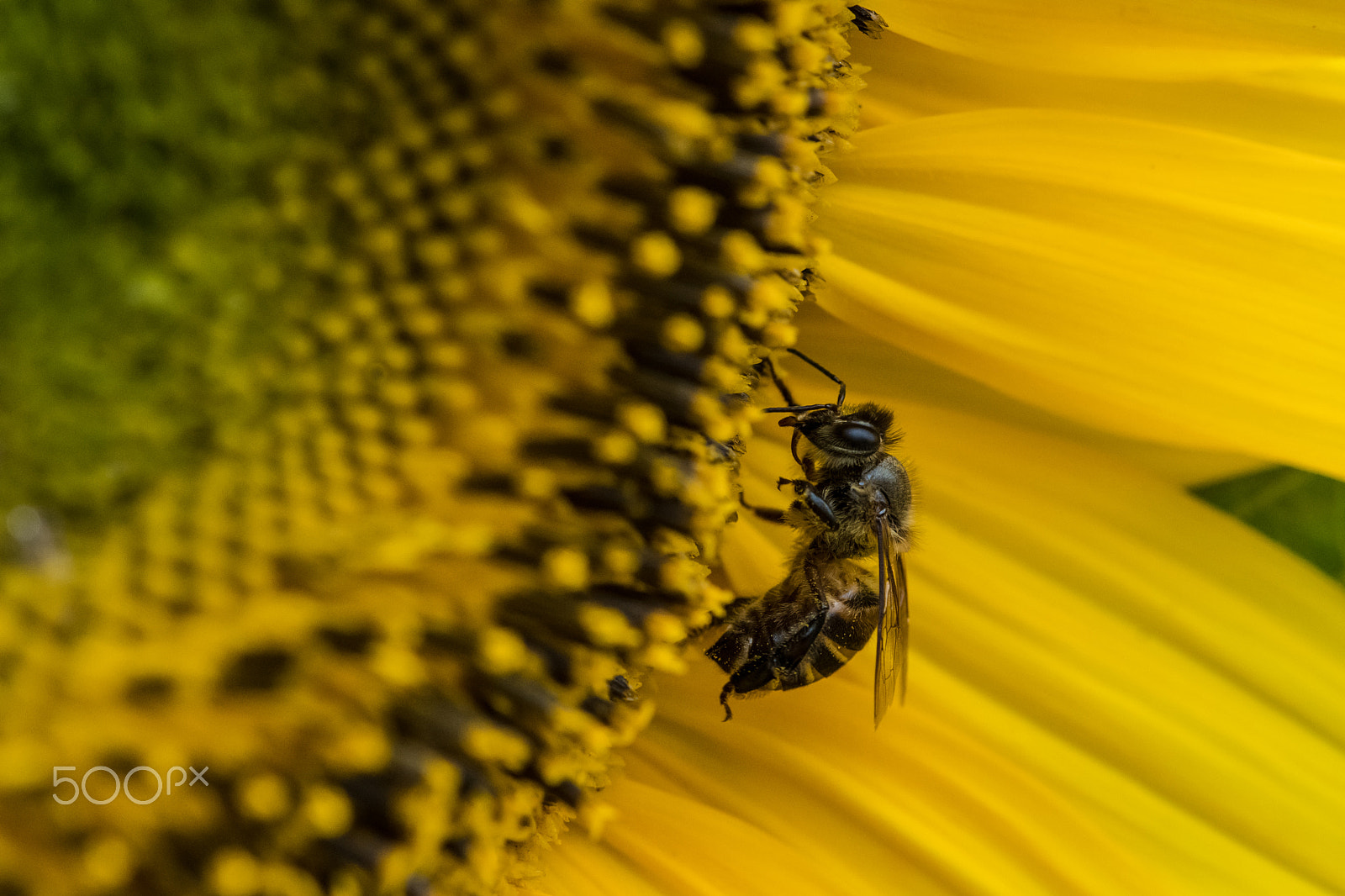 Nikon D500 sample photo. Flower & bee photography