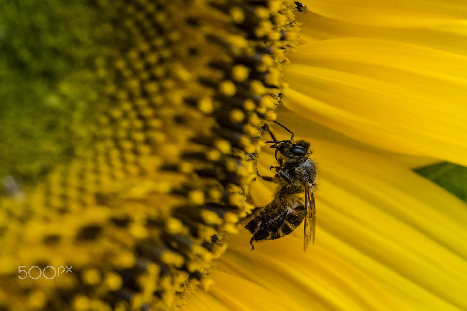 Nikon AF-S Micro-Nikkor 105mm F2.8G IF-ED VR sample photo. Flower & bee photography