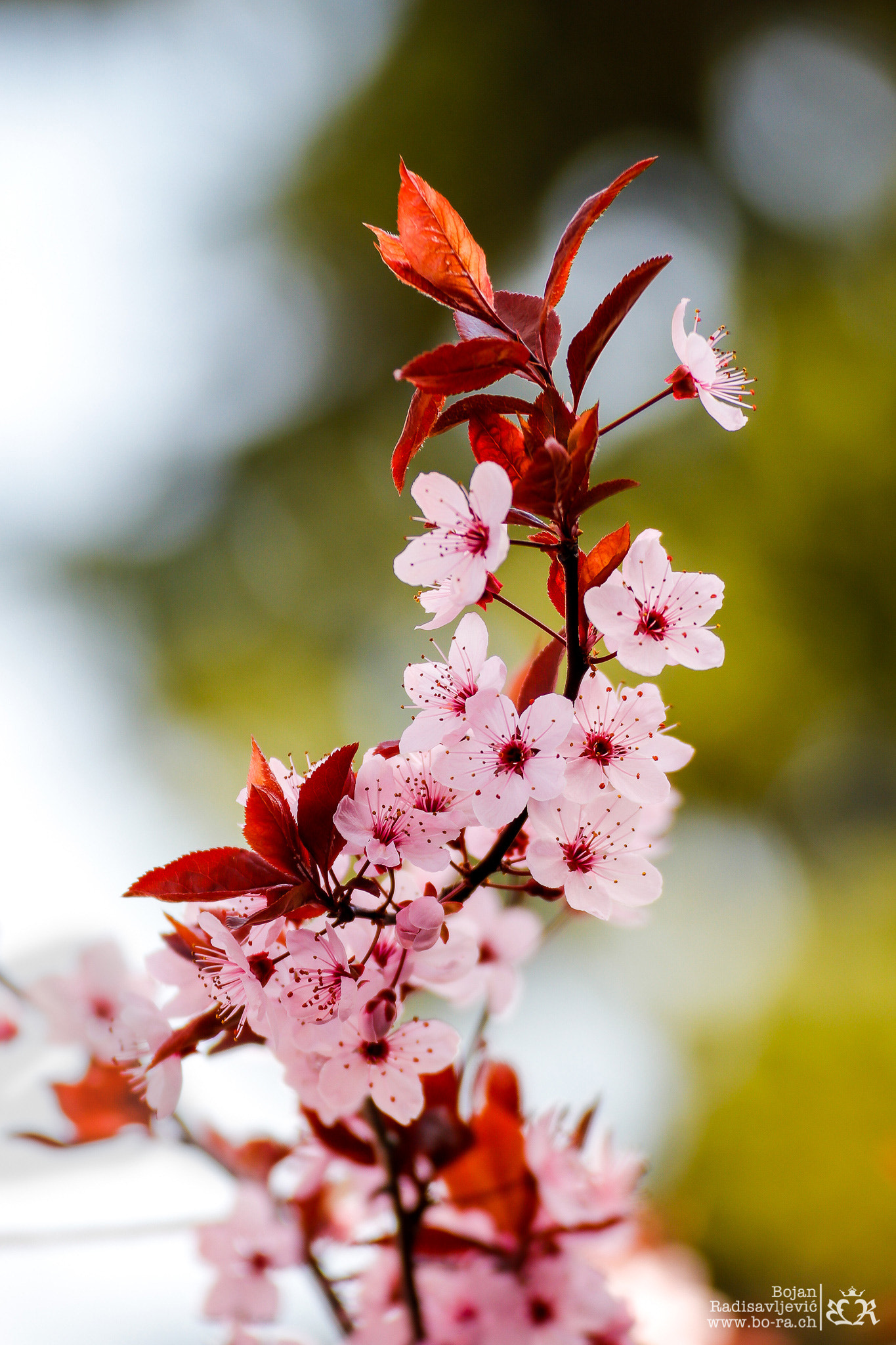 Canon EOS 80D + Tamron SP 35mm F1.8 Di VC USD sample photo. Spring in thun photography