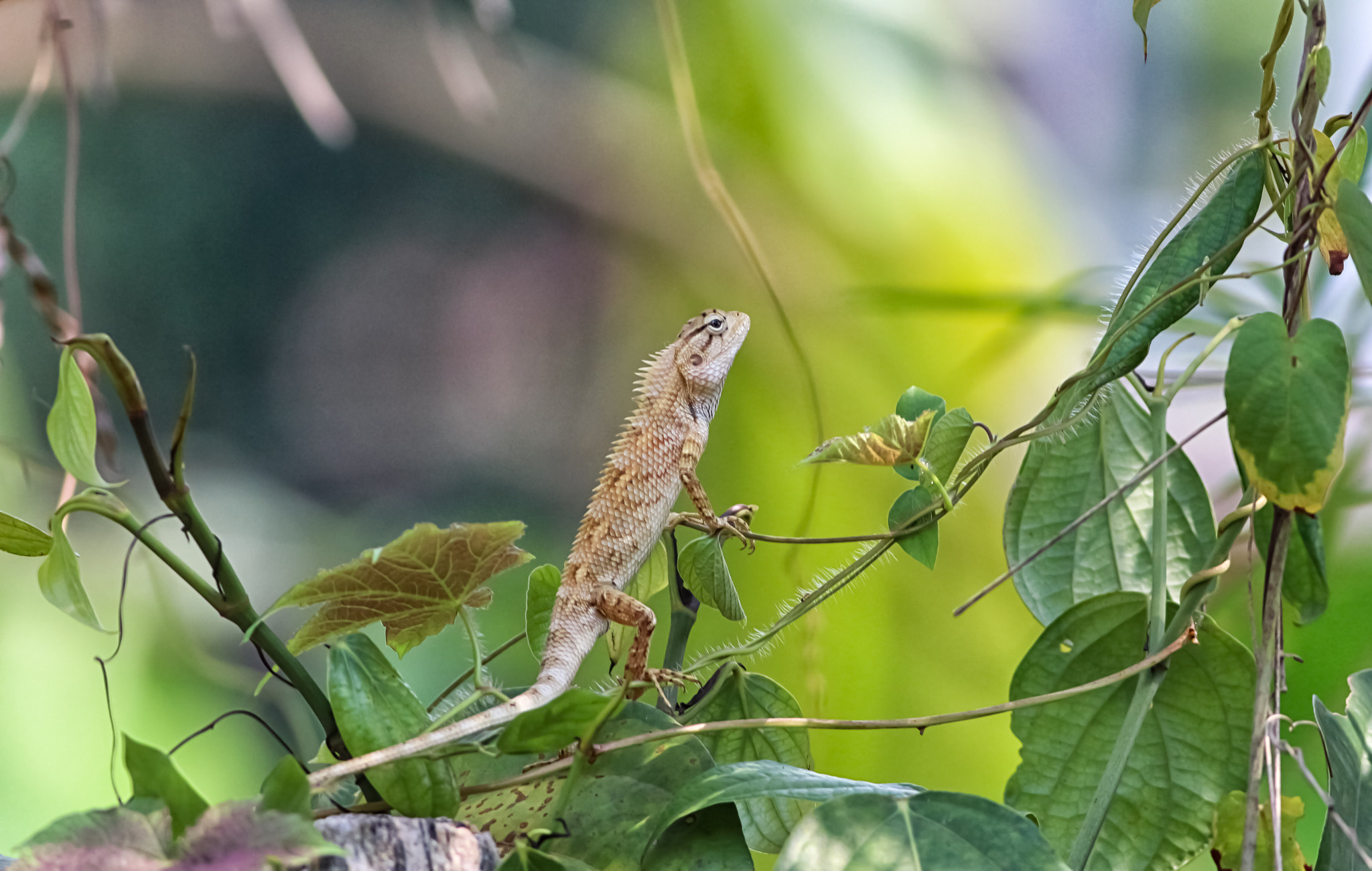 Canon EOS 700D (EOS Rebel T5i / EOS Kiss X7i) + Canon EF 400mm F5.6L USM sample photo. Sitting pretty... photography