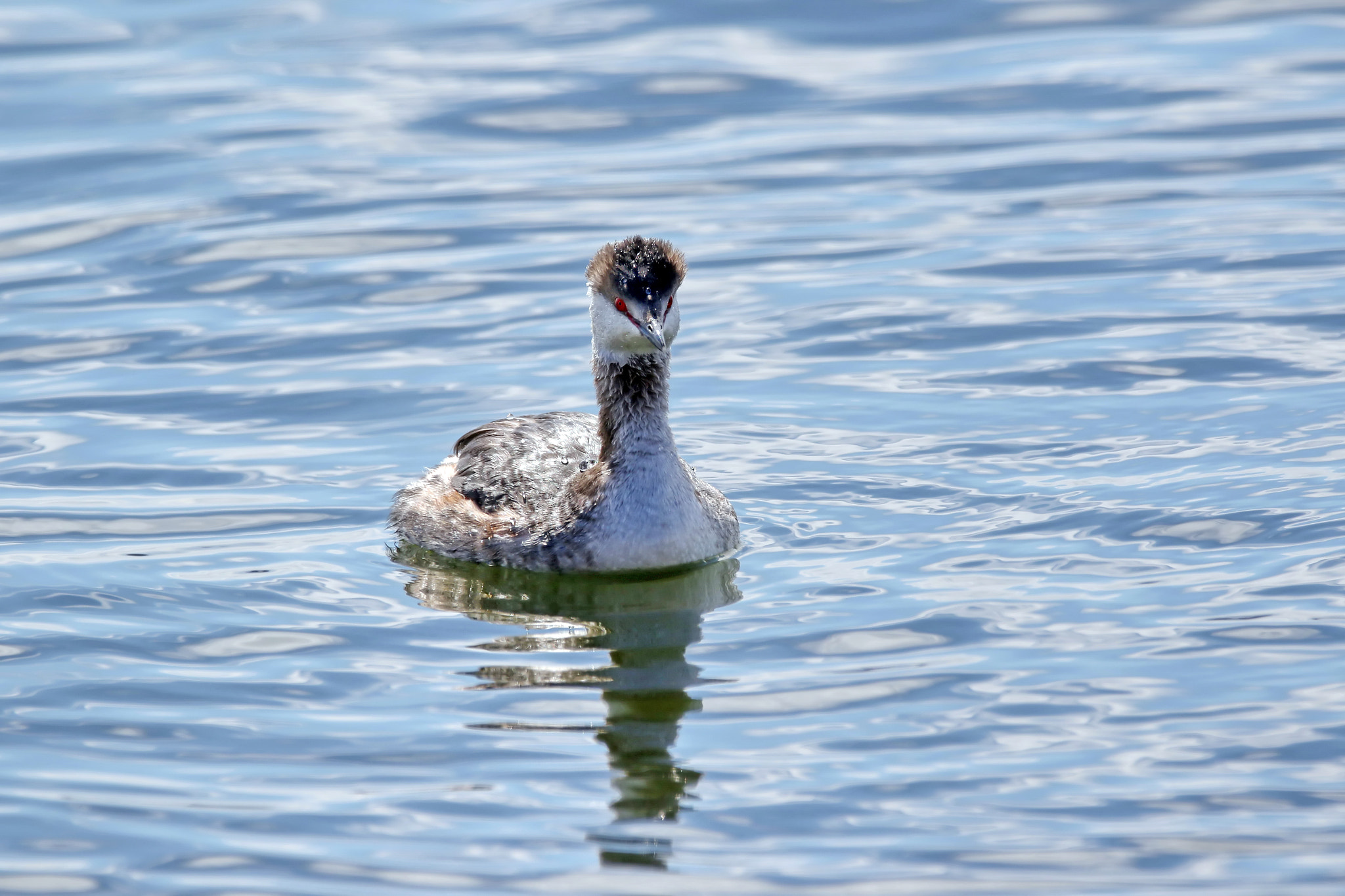 150-600mm F5-6.3 DG OS HSM | Contemporary 015 sample photo. Grebe photography