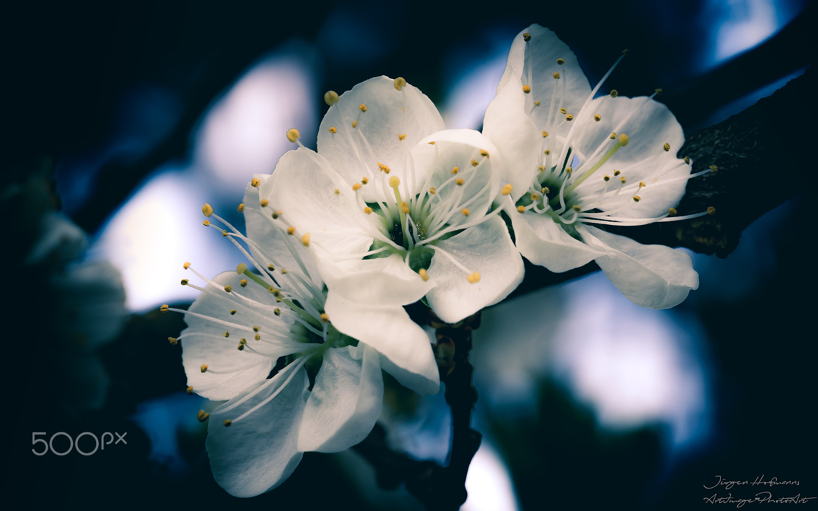 Canon EF 100mm F2.8L Macro IS USM sample photo. Spring blossom photography
