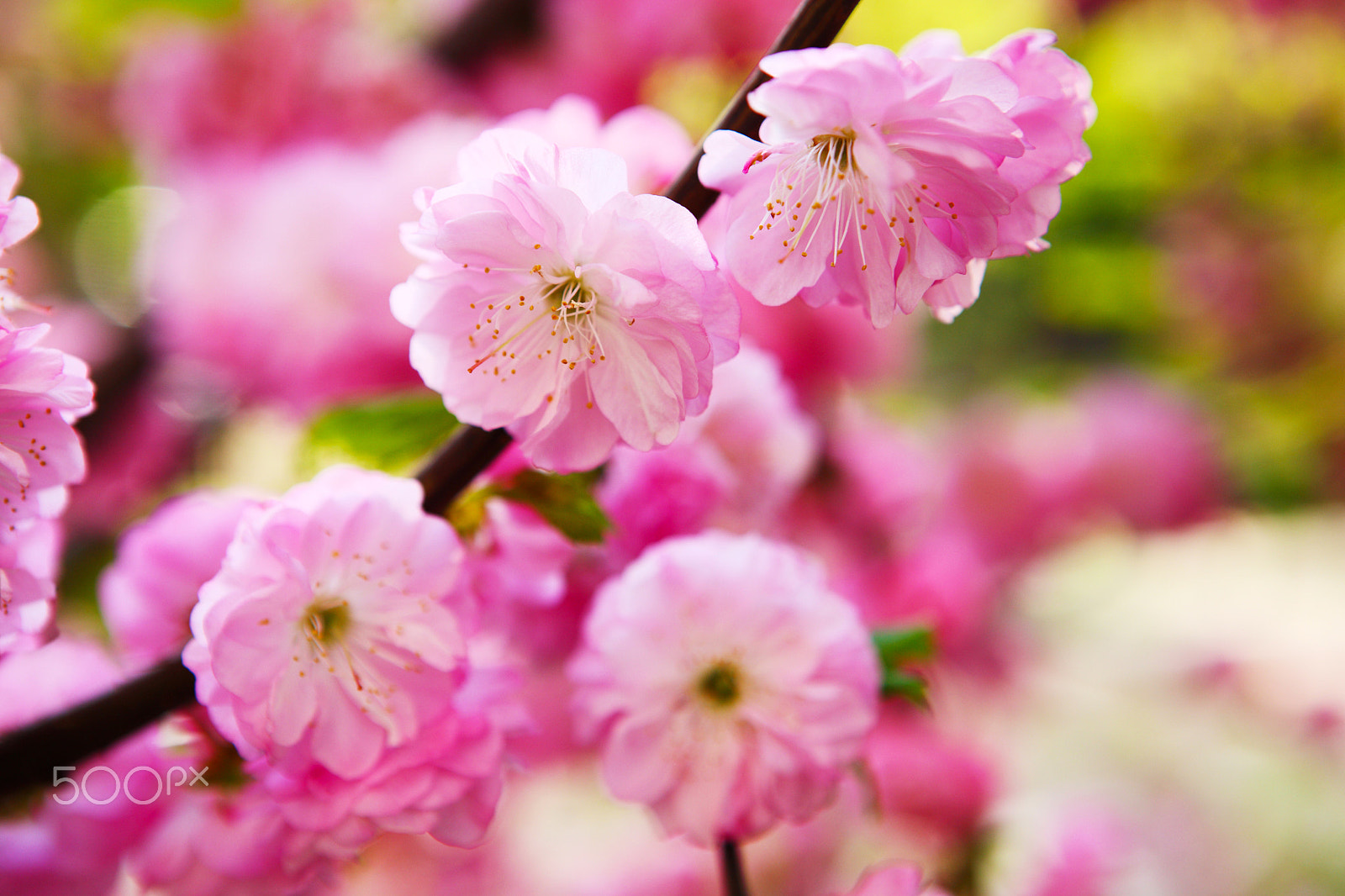 Canon EOS 5D sample photo. Blooming japanese plum photography