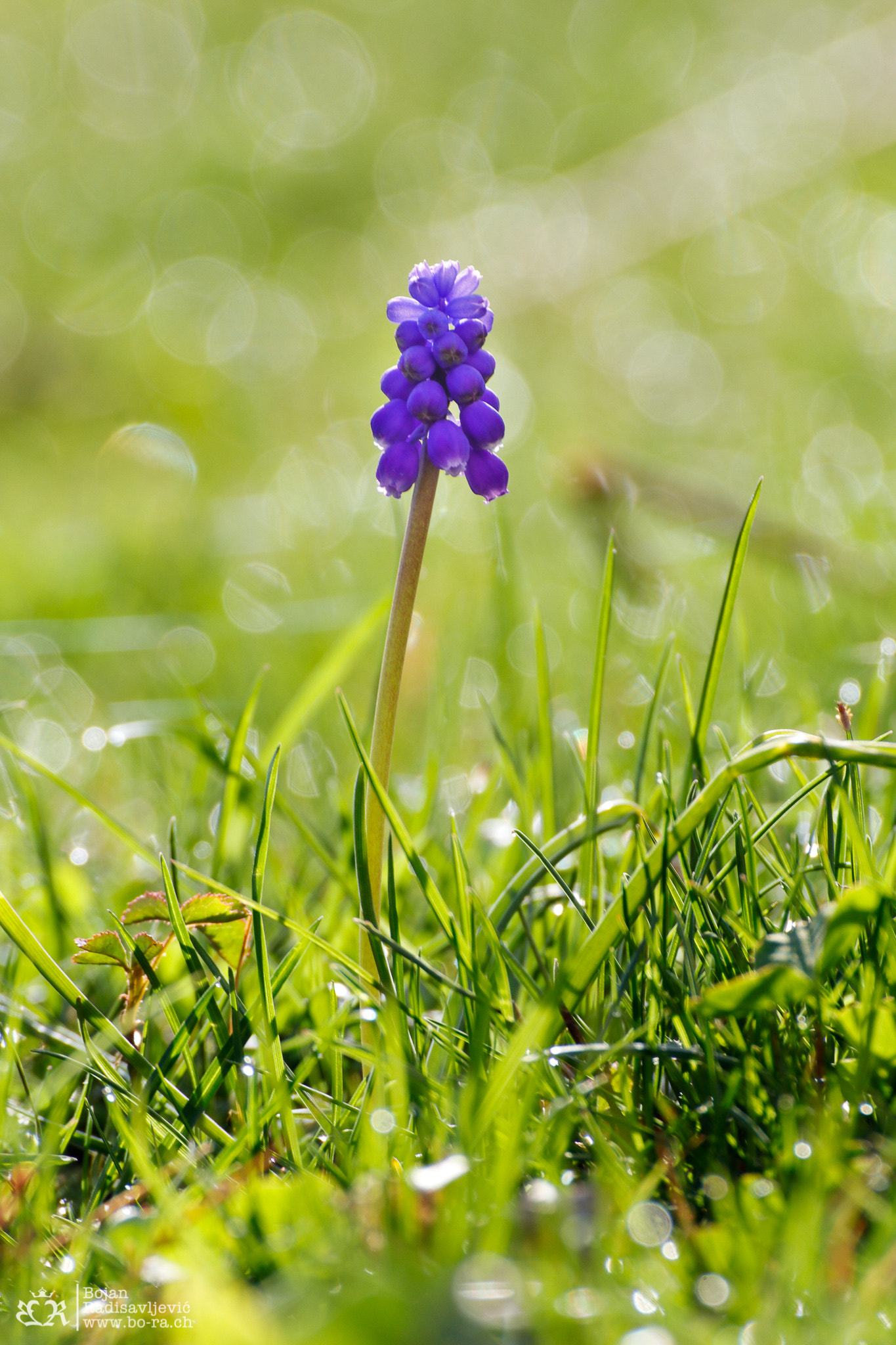 Tamron SP 35mm F1.8 Di VC USD sample photo. Spring in thun photography
