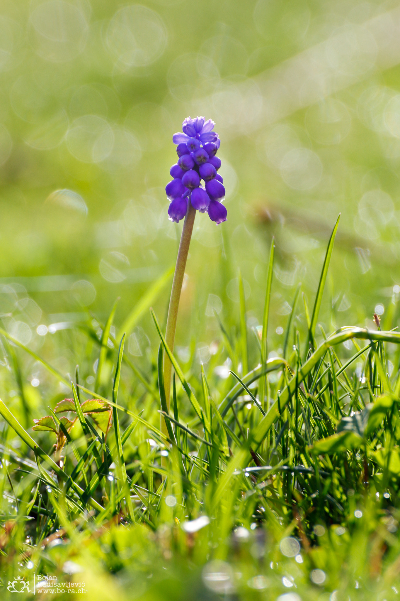 Canon EOS 80D + Tamron SP 35mm F1.8 Di VC USD sample photo. Spring in thun photography