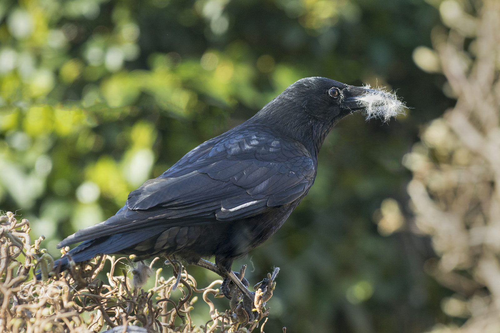 Canon EF 70-200mm F2.8L IS II USM sample photo. Crow gathering photography