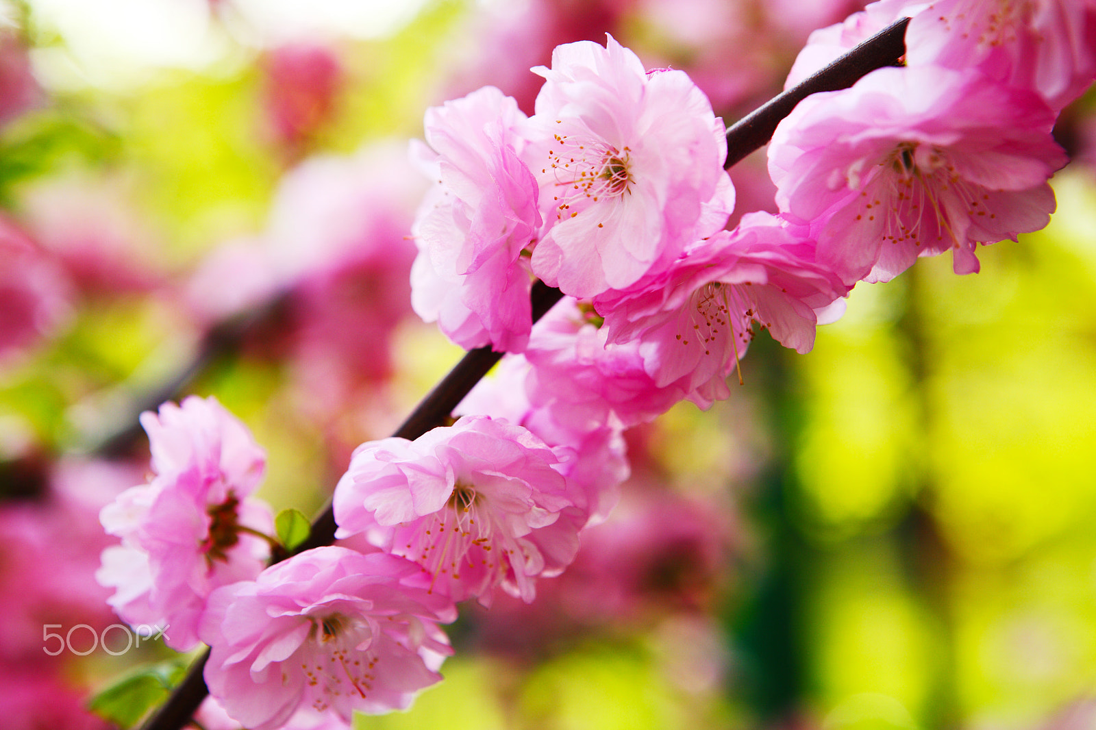 Canon EOS 5D sample photo. Blooming japanese plum photography
