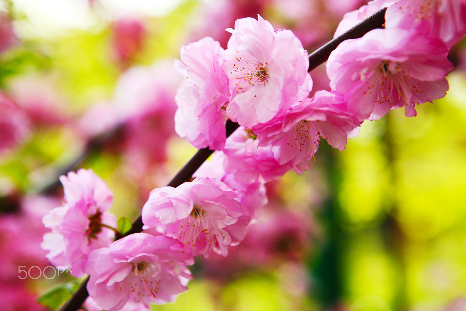 Canon EOS 5D + Canon EF 24-70mm F2.8L USM sample photo. Blooming japanese plum photography