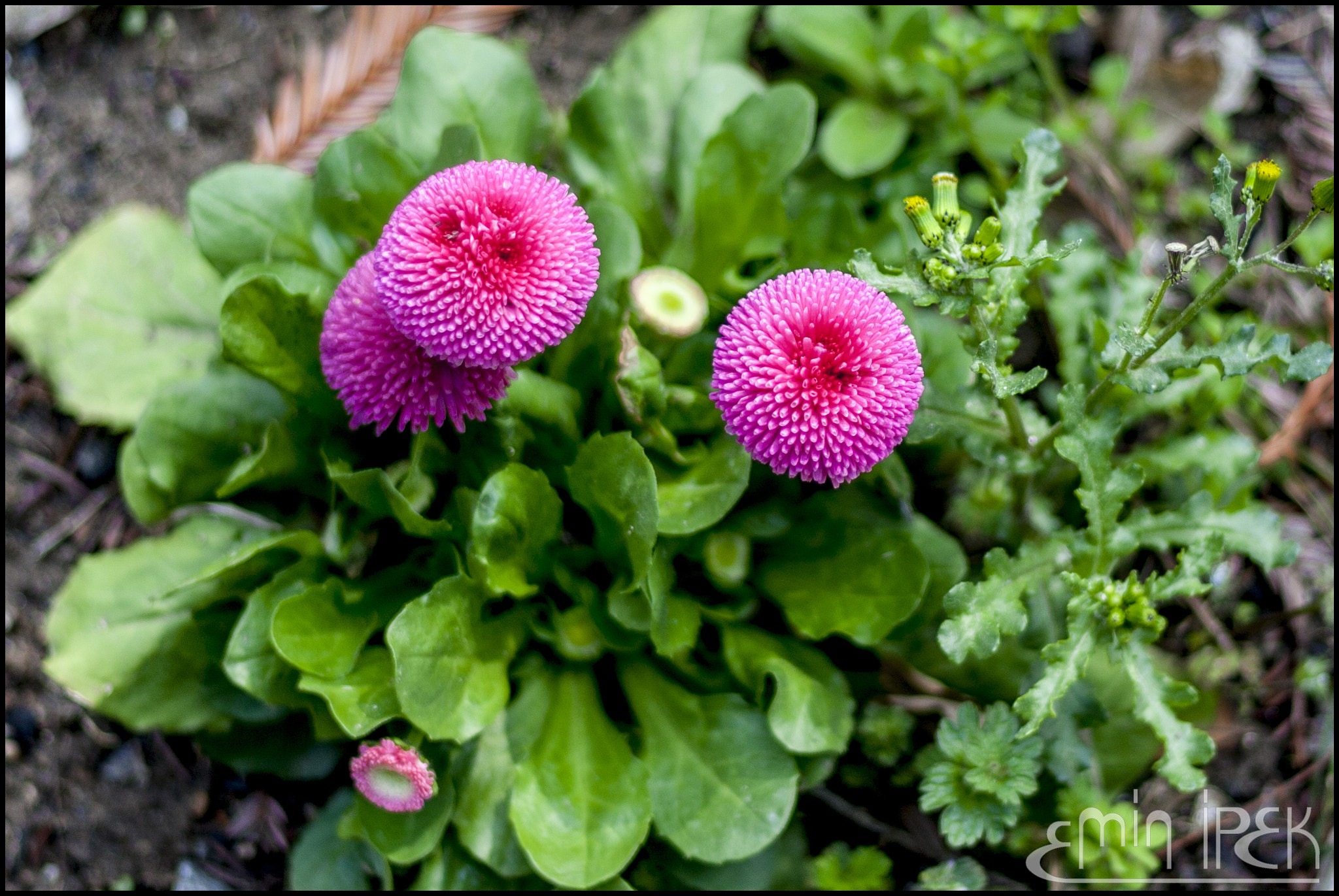 Canon EOS 40D + Canon EF 50mm F1.8 STM sample photo. Flower photography