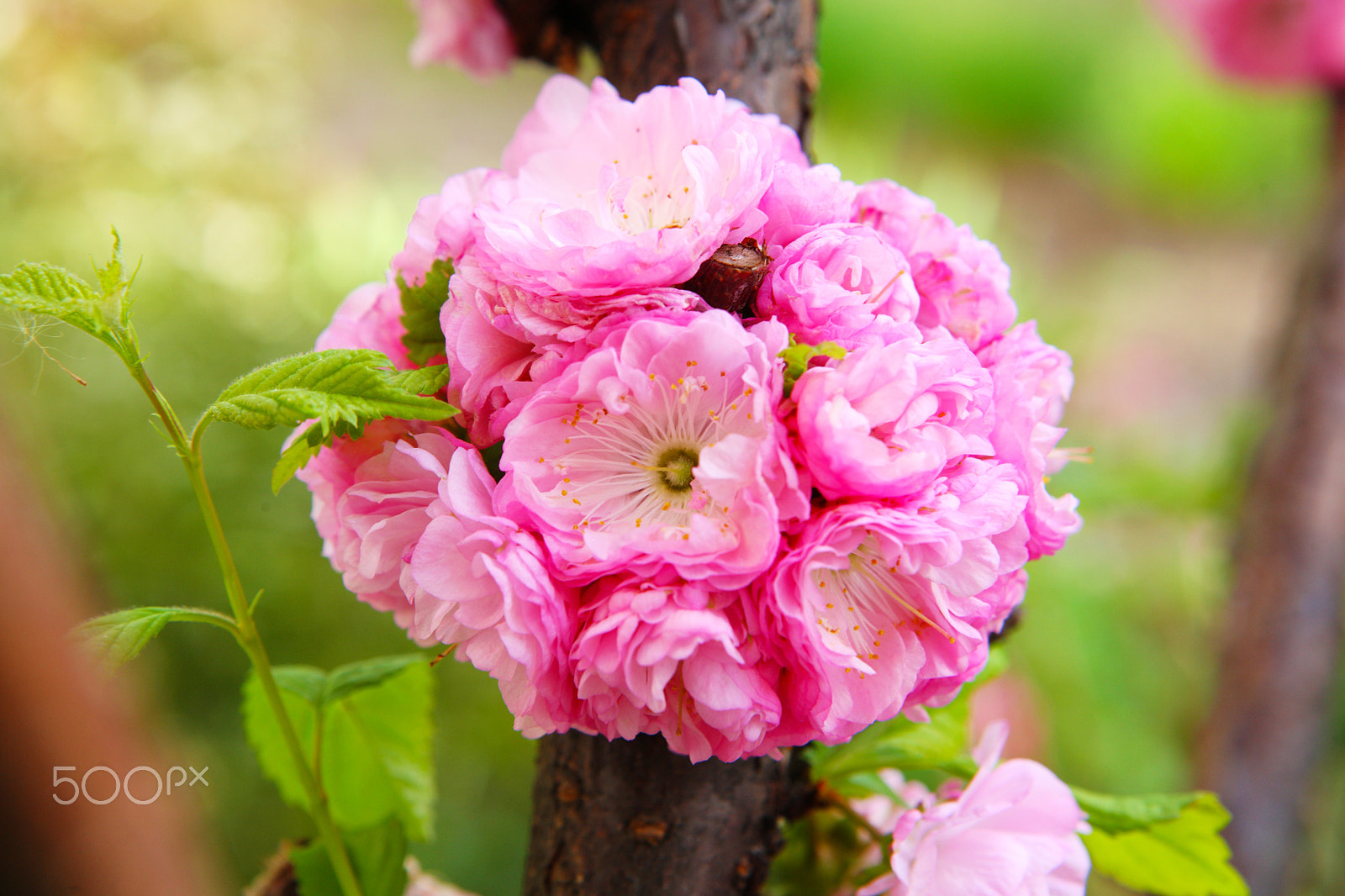 Canon EOS 5D sample photo. Blooming japanese plum photography