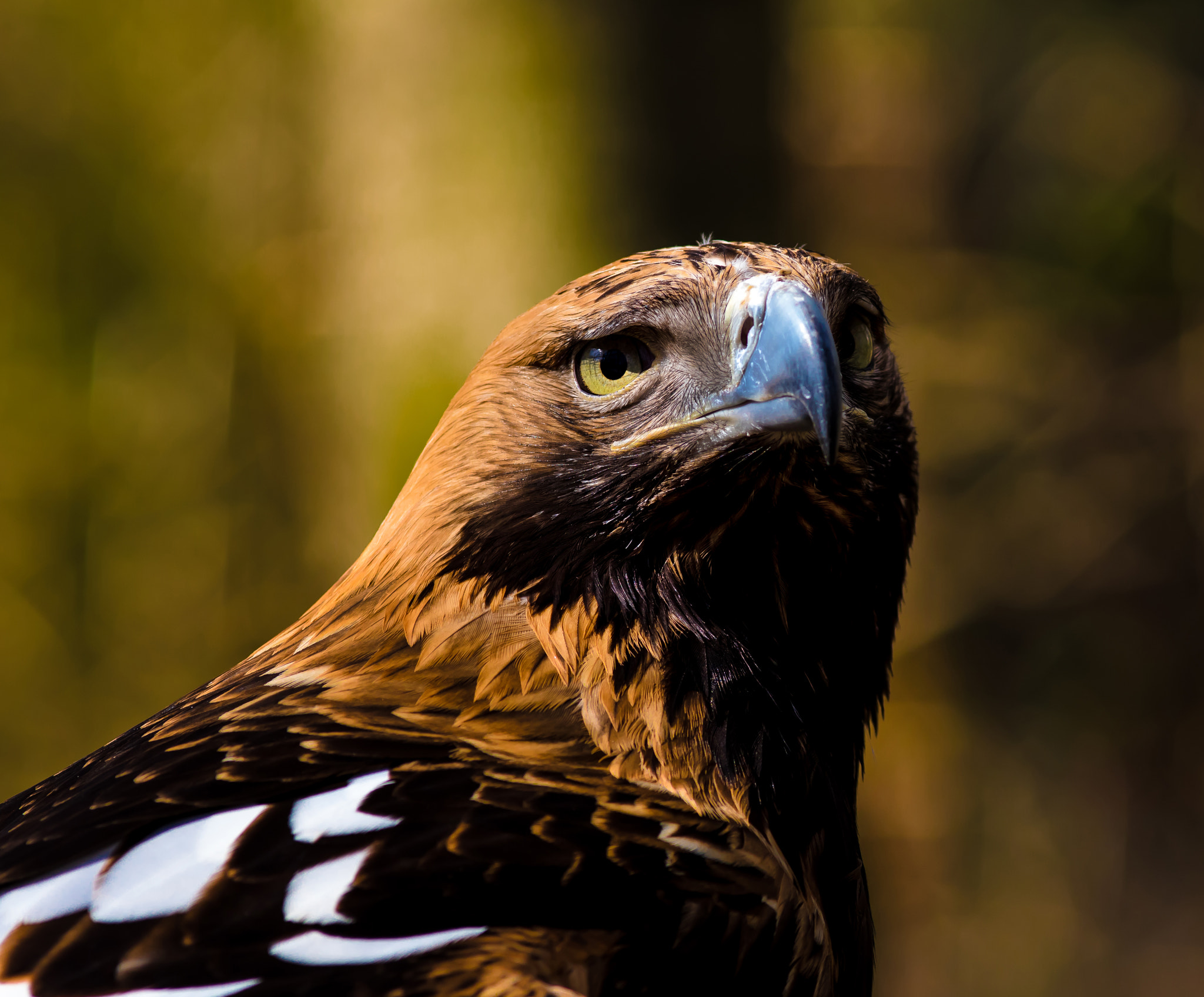 Canon EOS 7D Mark II + Canon EF 200mm F2.8L II USM sample photo. Adler photography